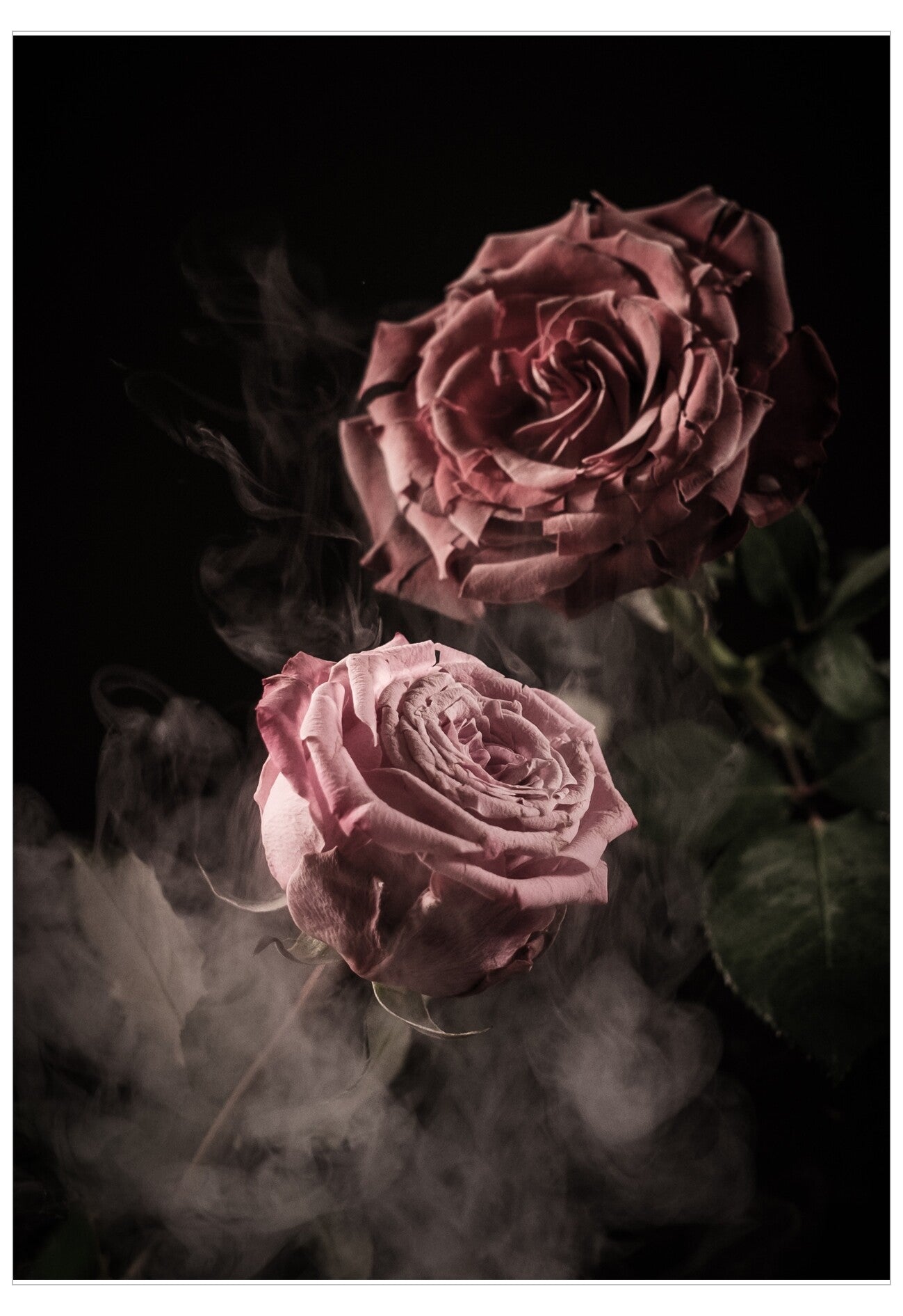 Rose 2 Poster