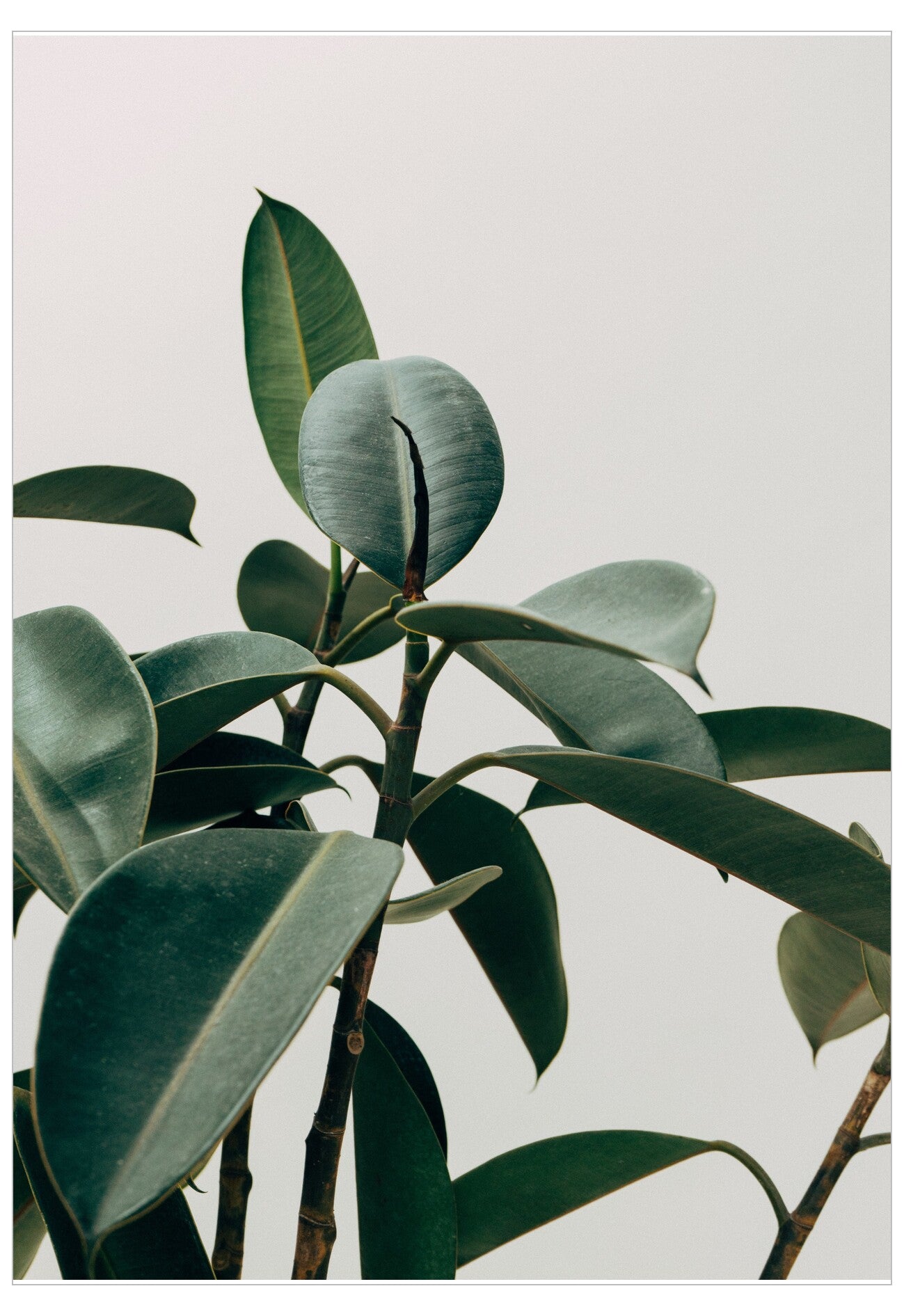 Rubber Plant Poster