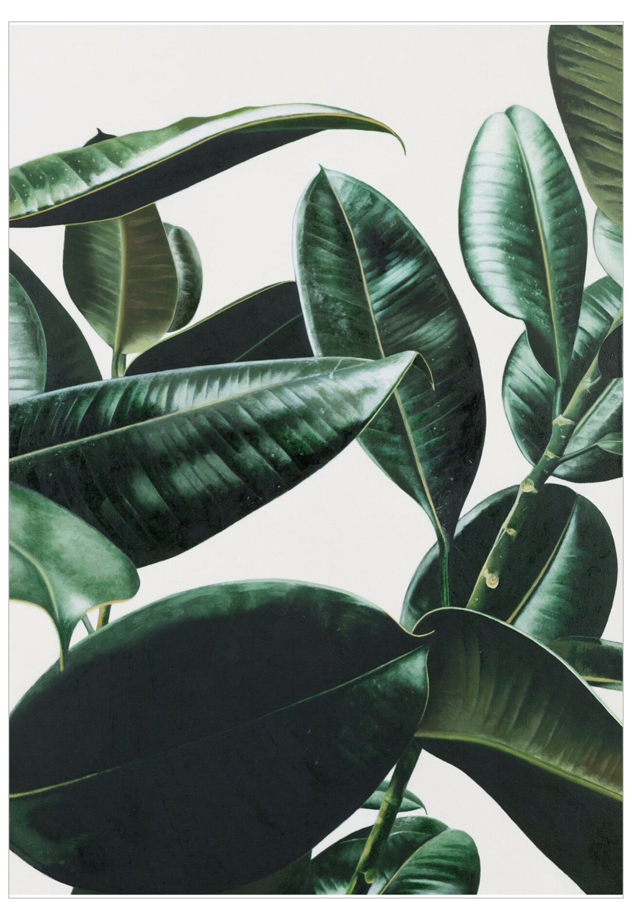 Close-up of dark green leaves on a light gray background