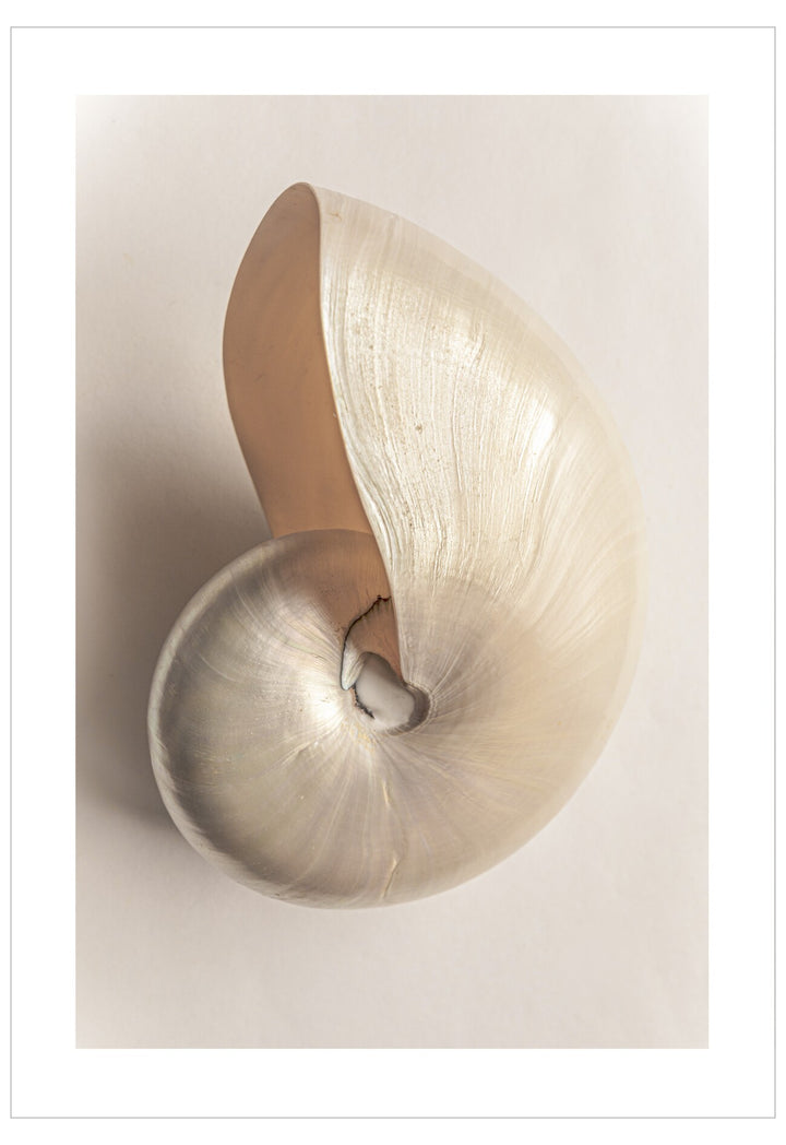 Decorative wall light fixture with a shell-like design on a plain background