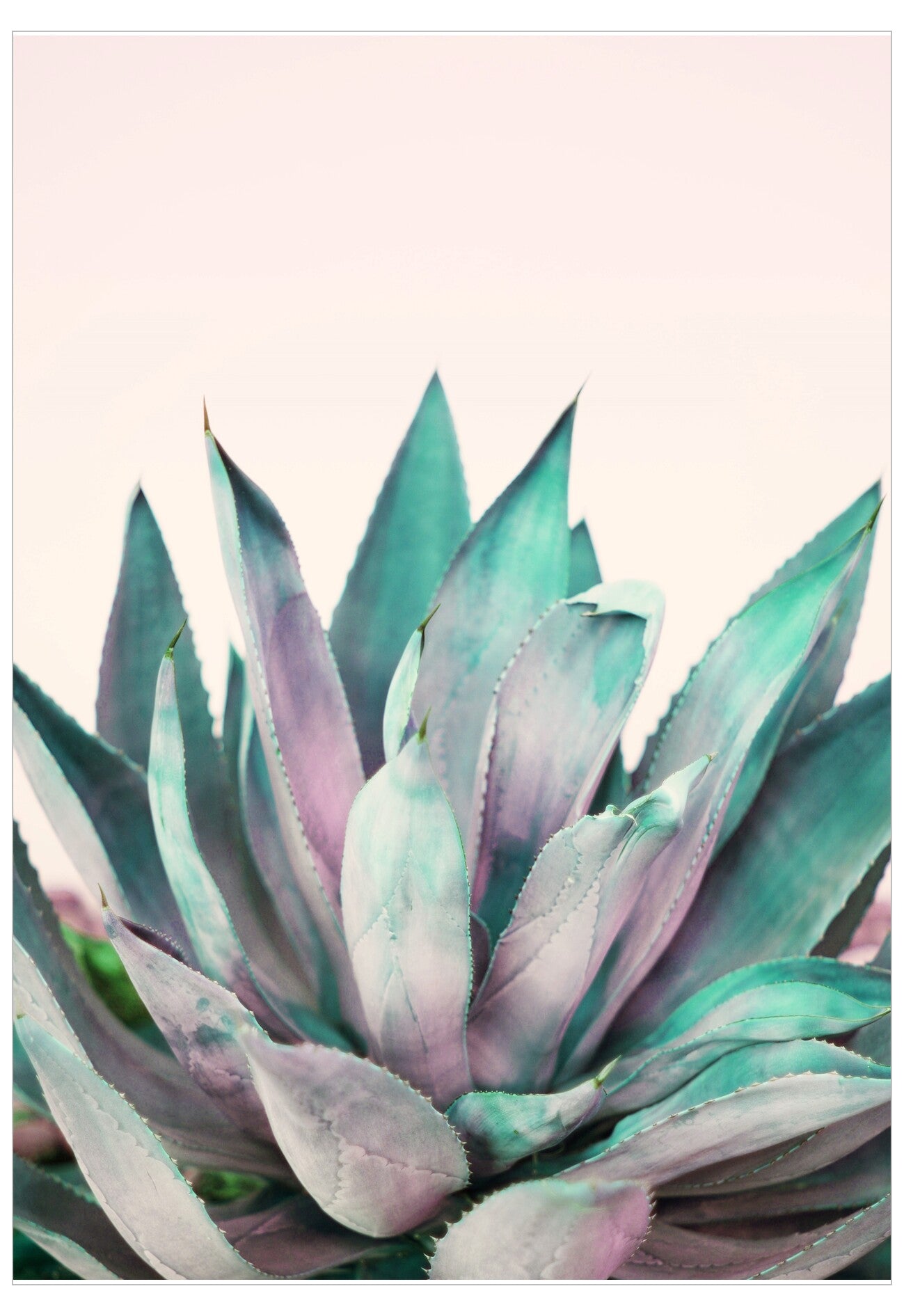 Close-up of a succulent plant with green and purple hues on a light pink background