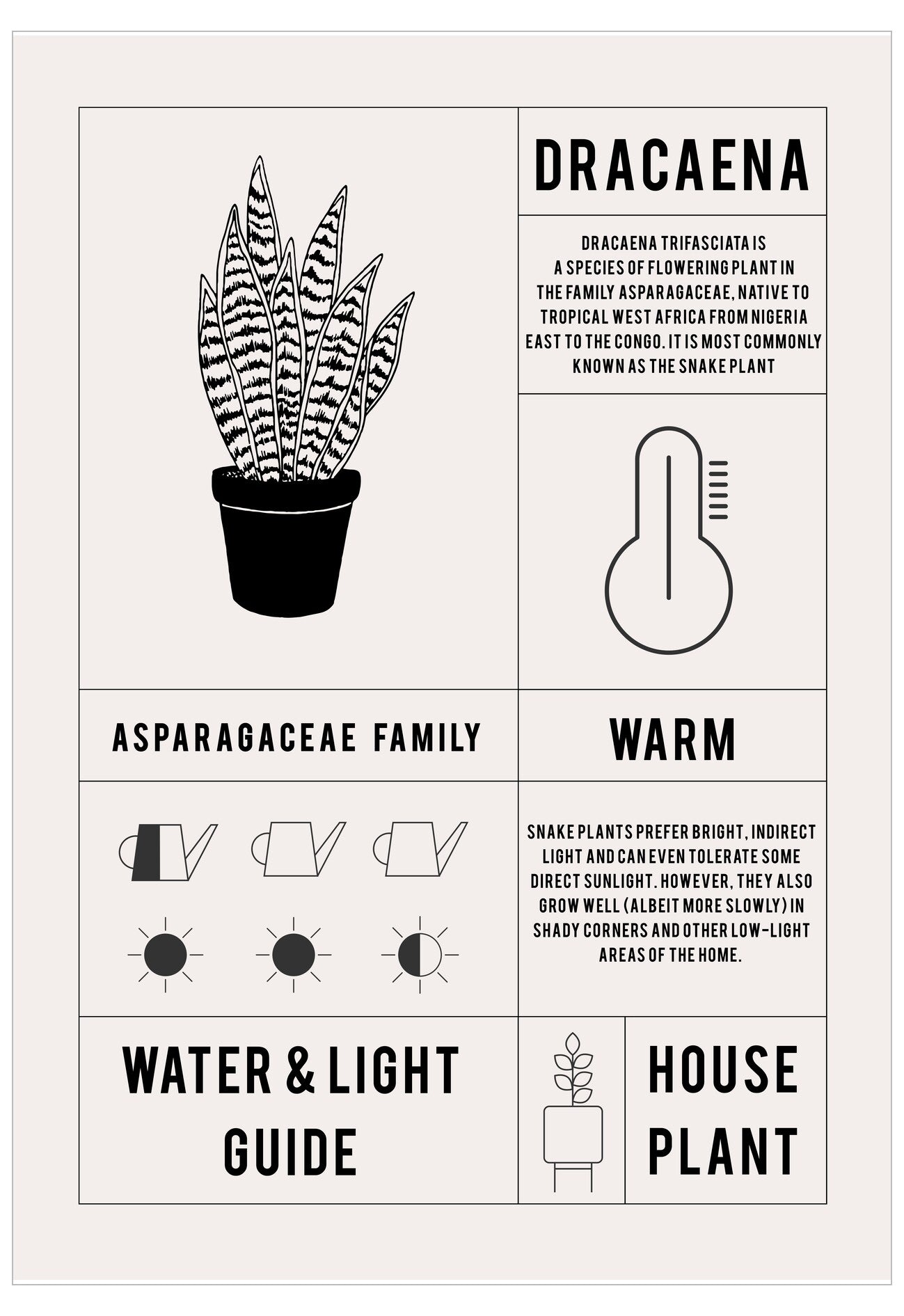 Dracaena plant care guide with illustrations and text on a white background