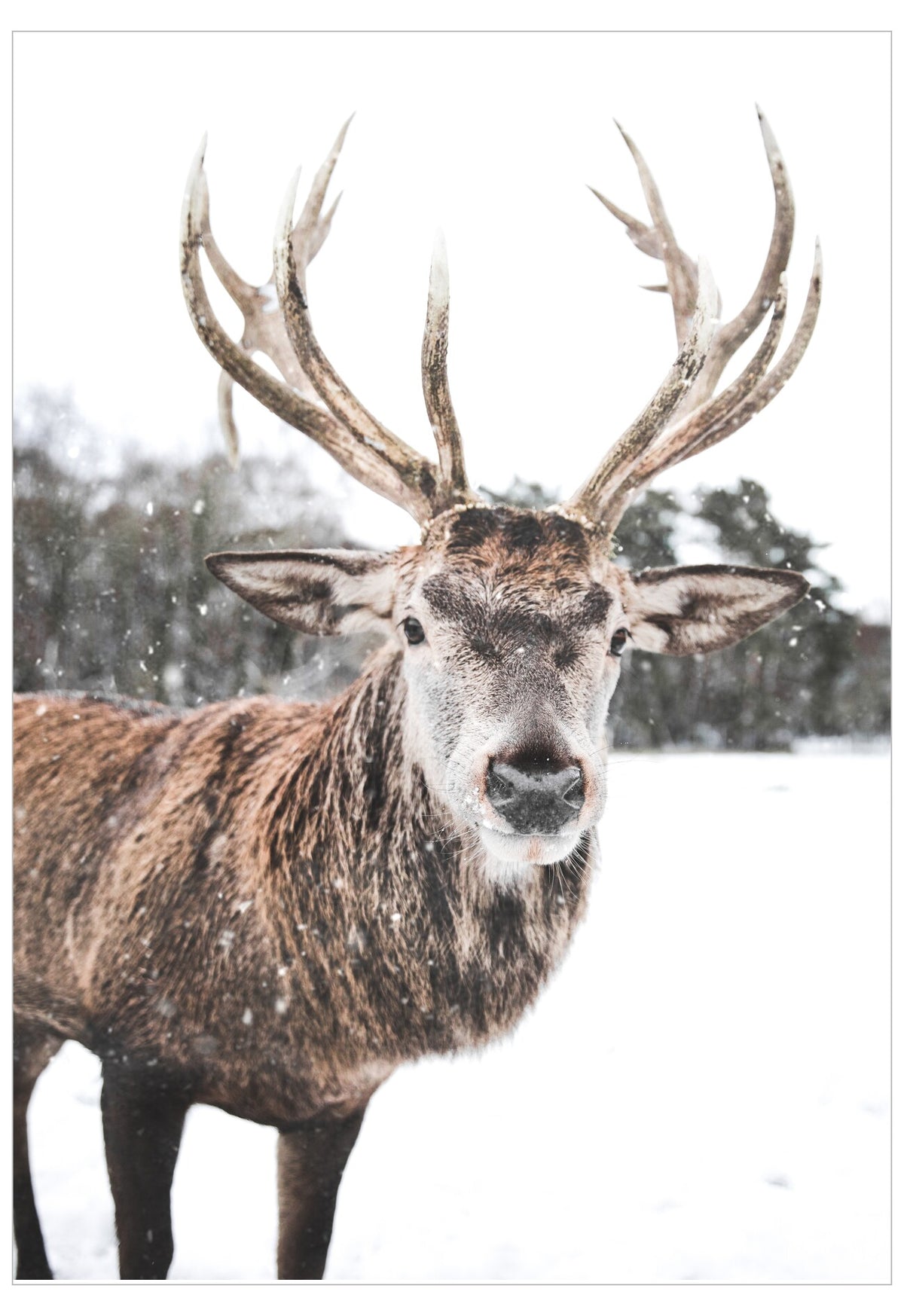Deer with large antlers standing in a snowy landscape