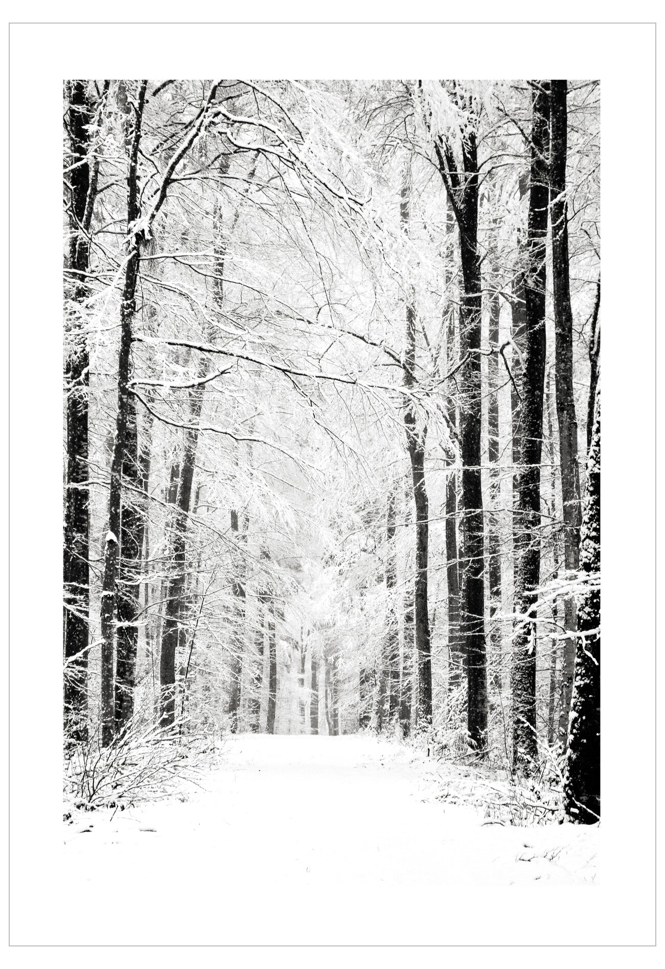 Snowy forest path with tall trees on a white background