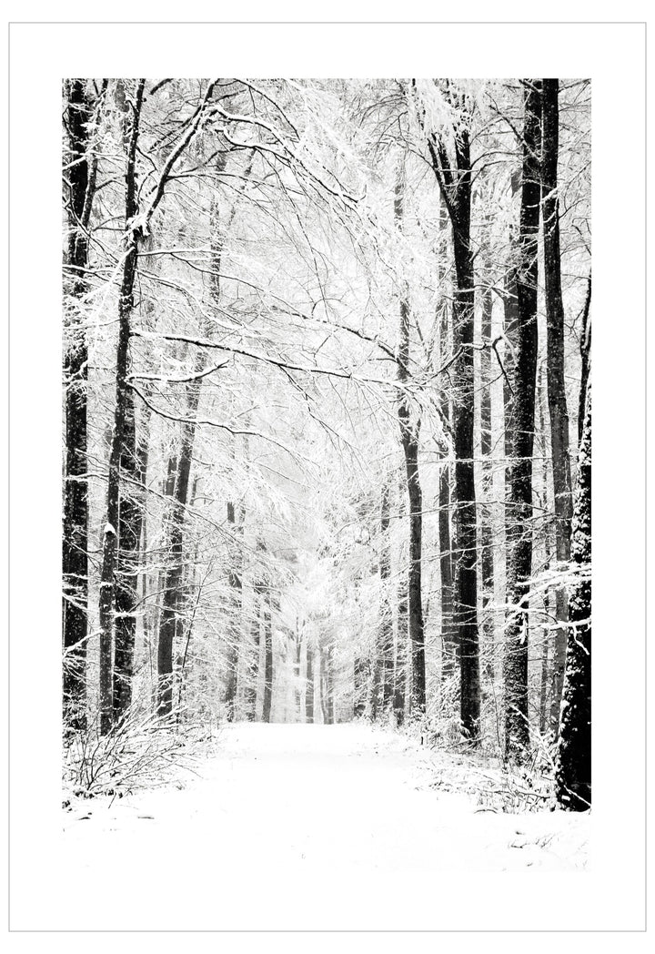 Snowy forest path with tall trees on a white background