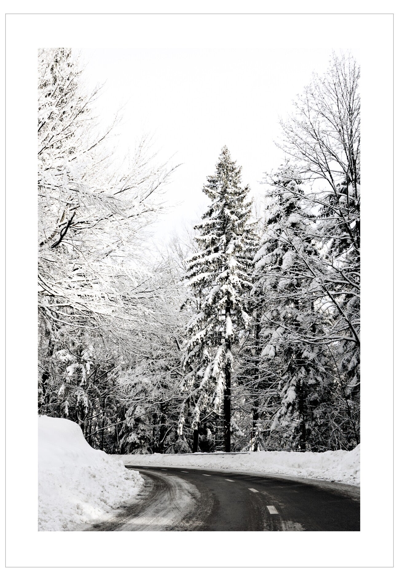 Winding road through a snowy forest with tall trees covered in snow.