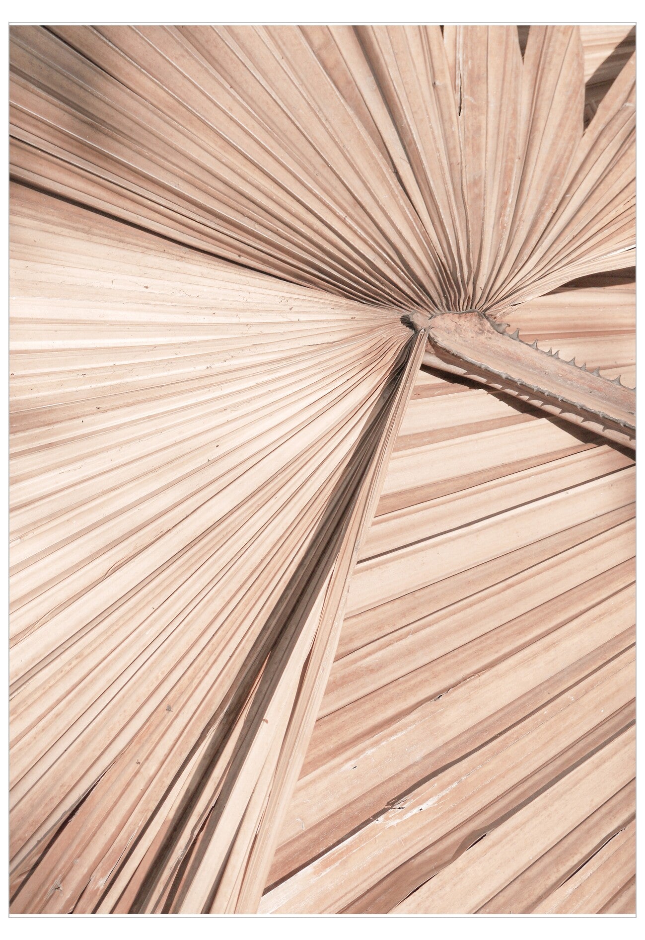 Soft Palm No.1 Poster