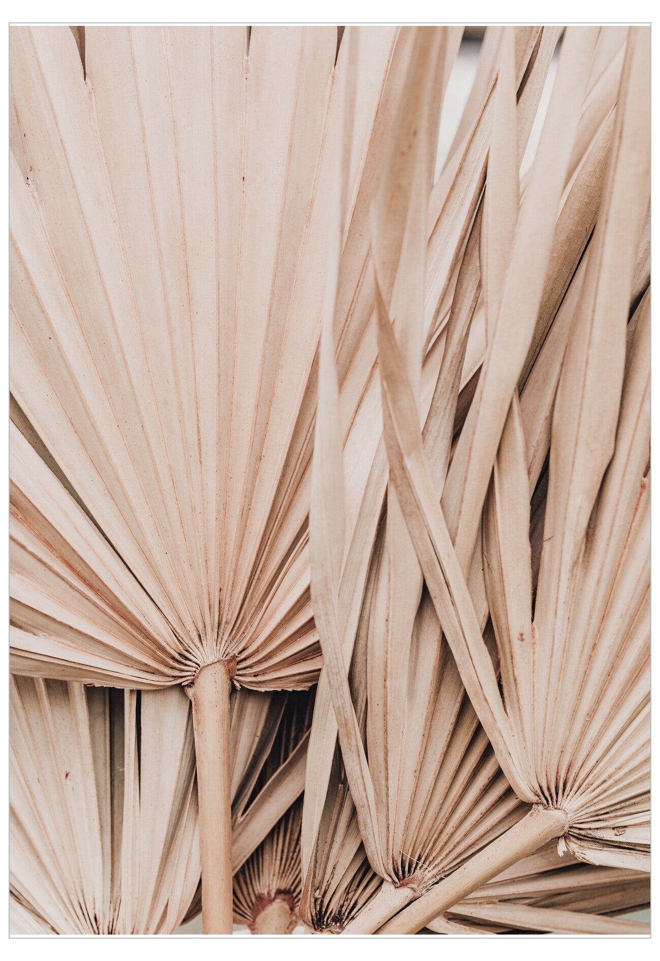 Close-up of dried palm leaves with a neutral color palette.