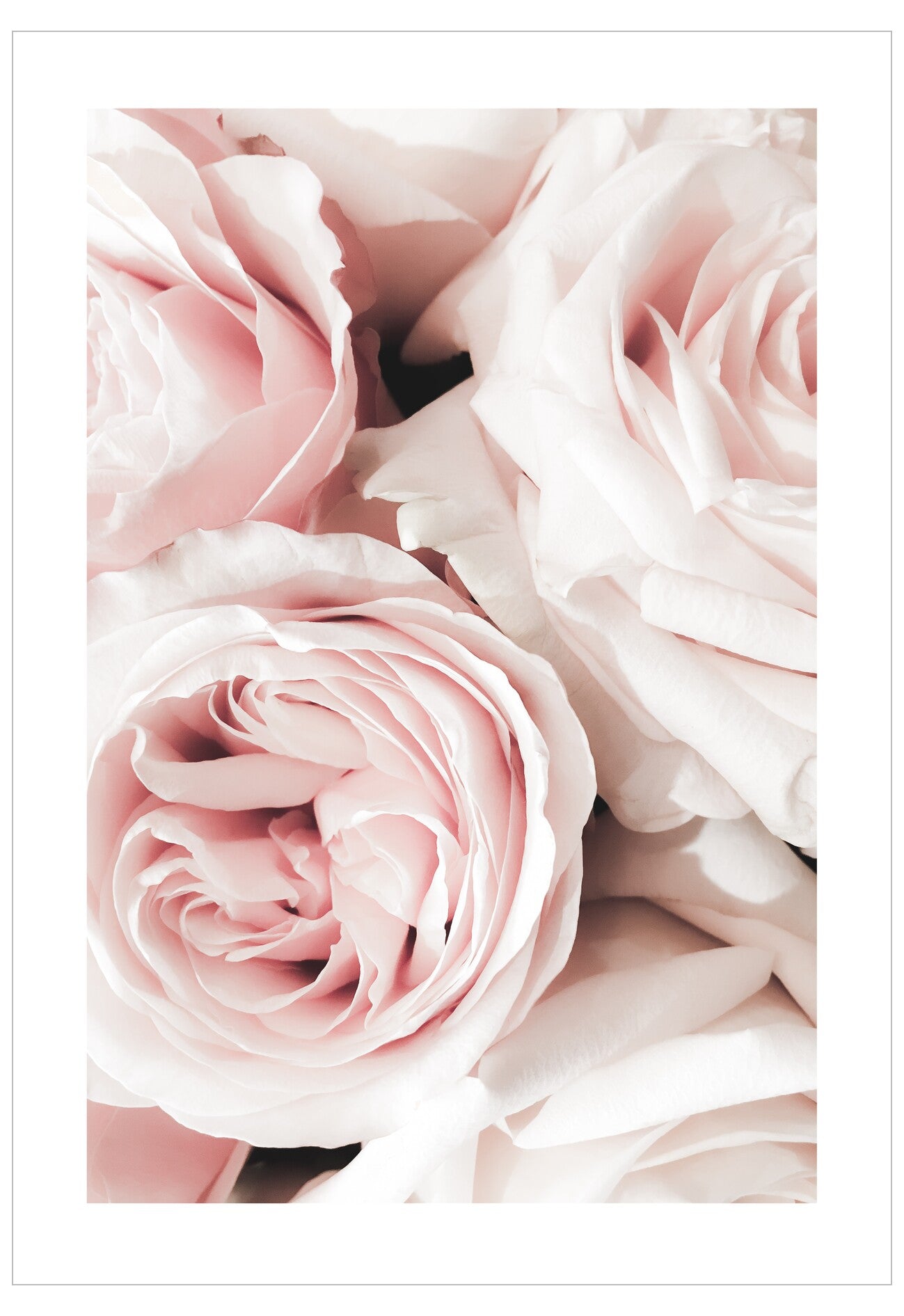 Close-up of pink roses with a soft focus background
