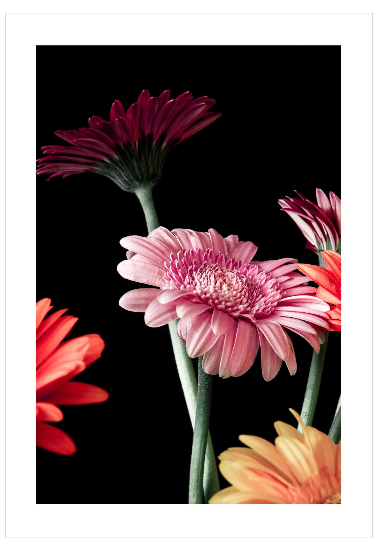 Colorful flowers against a black background