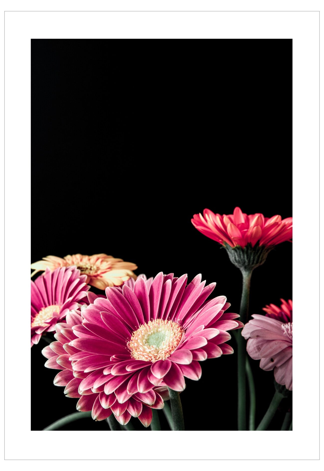 Pink flowers against a black background