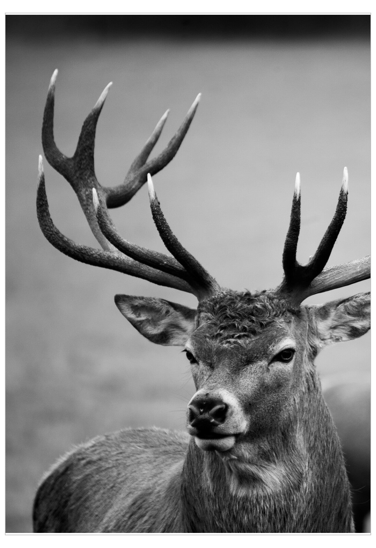 Black and white photo of a deer with large antlers against a blurred background