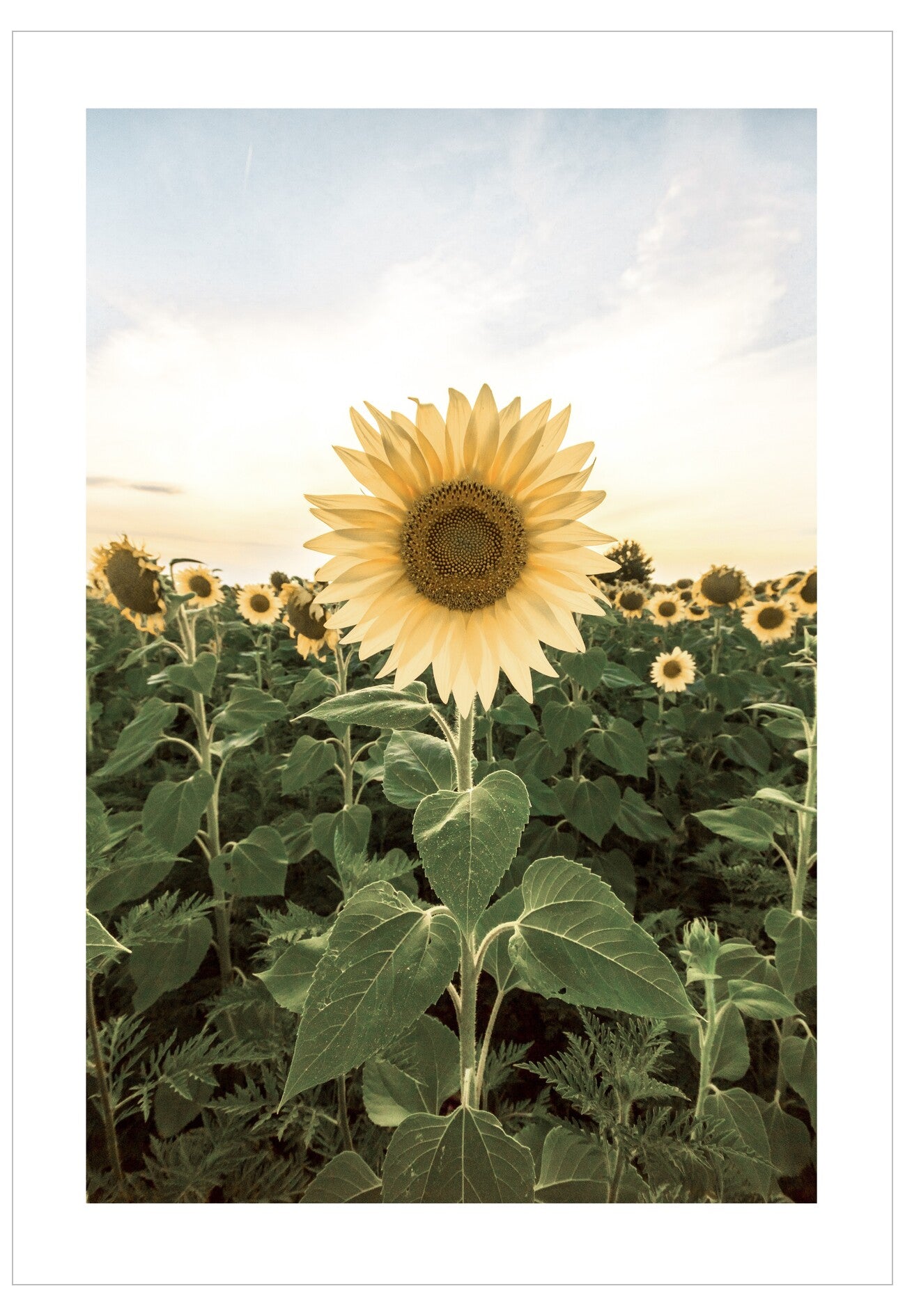 Sunflower in a field with a clear sky
