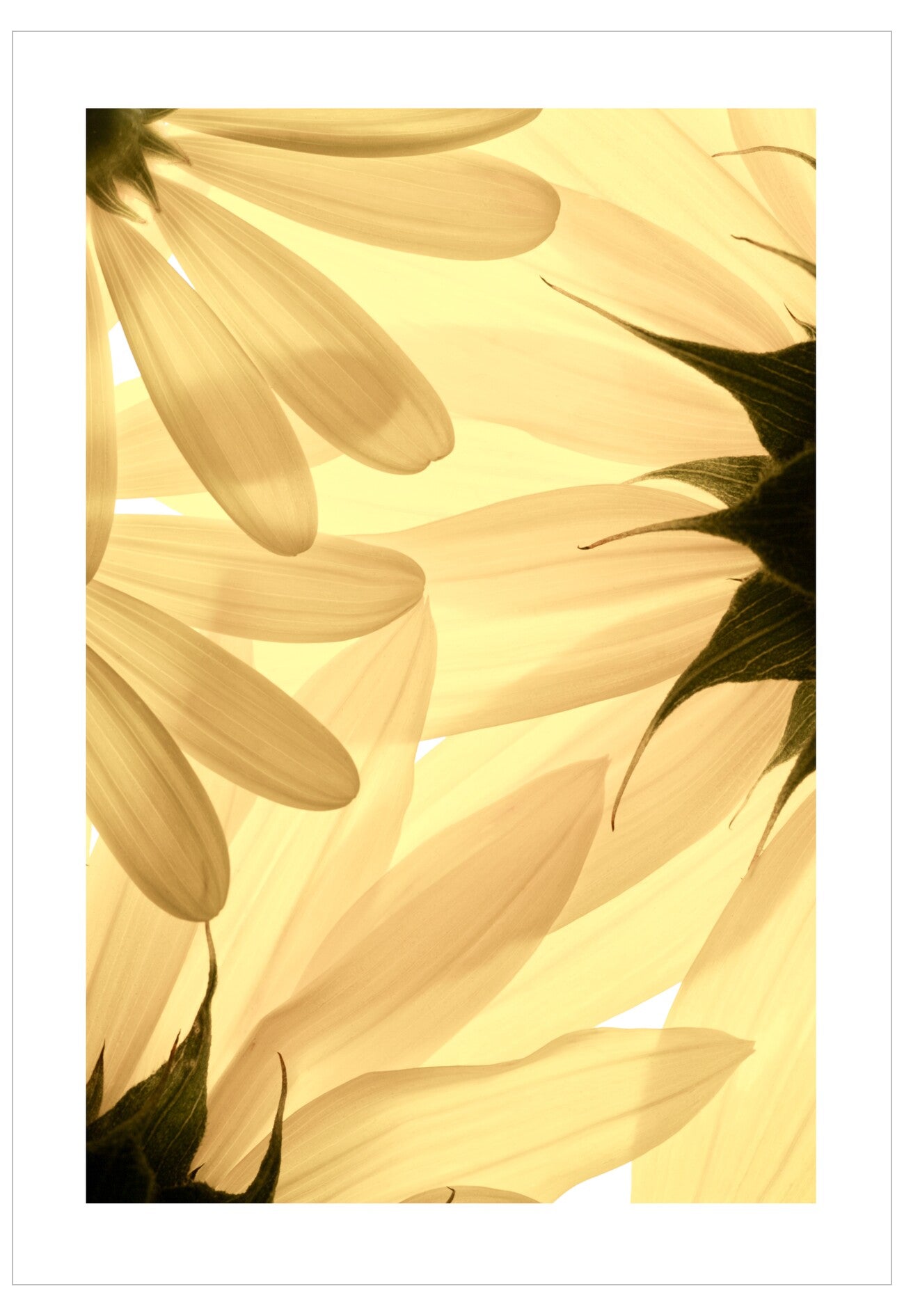 Close-up of a sunflower with bright yellow petals on a white background