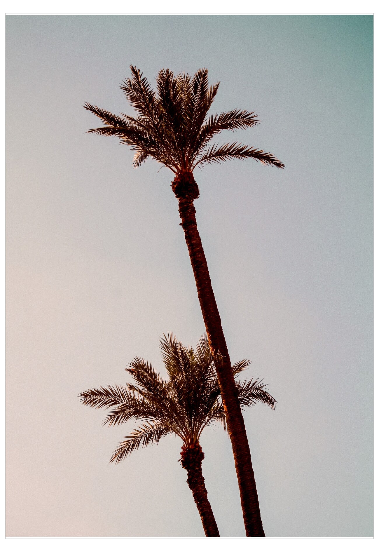 Two palm trees against a light blue sky