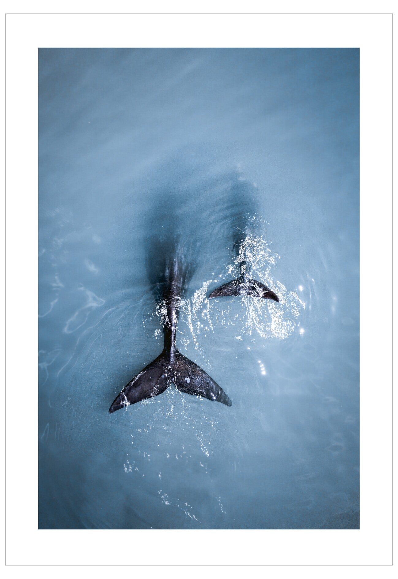 Whale tail and dorsal fin emerging from the water in a blue ocean.