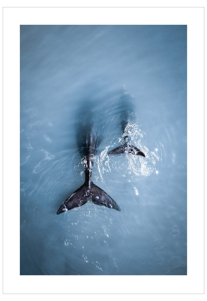 Whale tail and dorsal fin emerging from the water in a blue ocean.