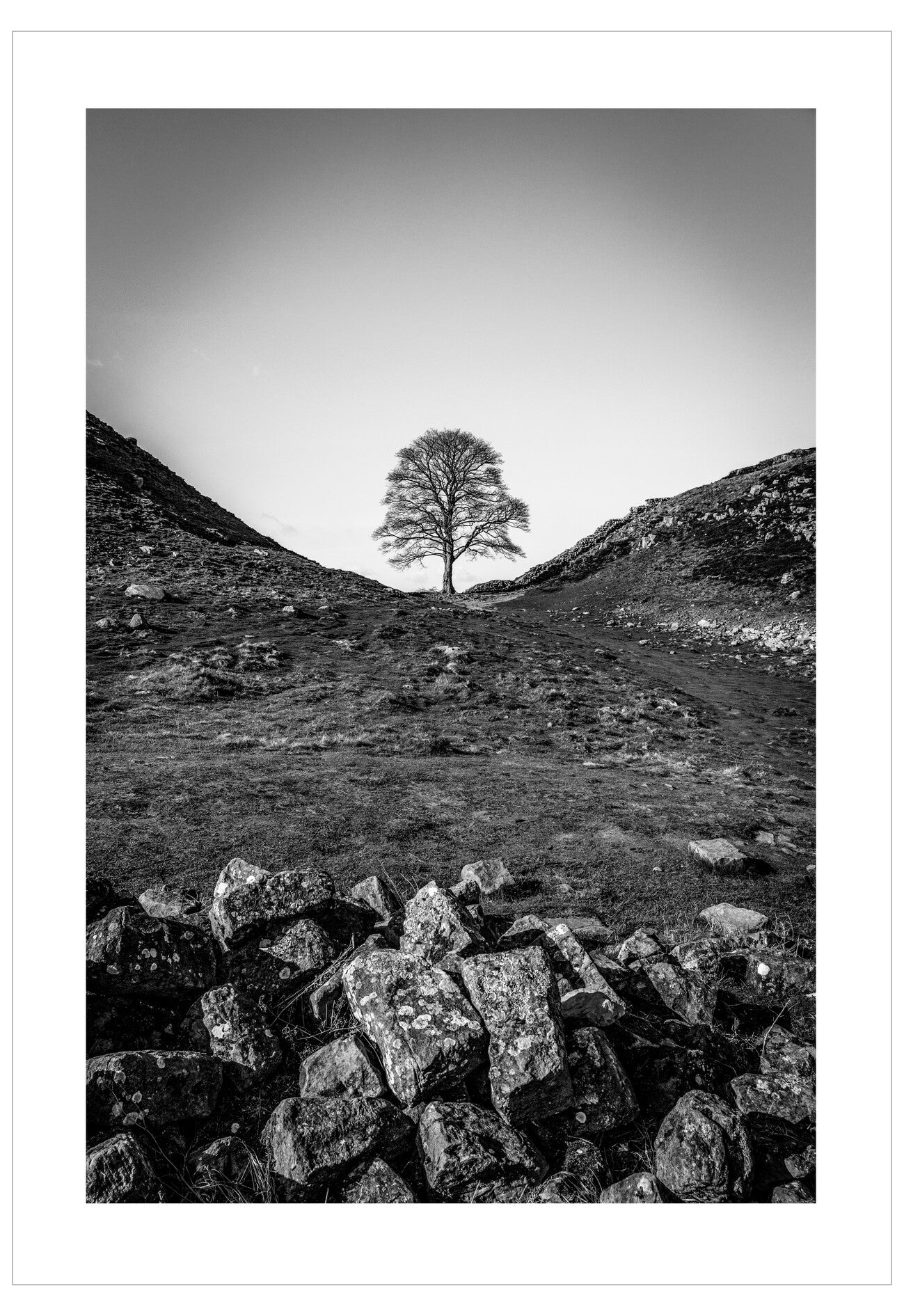 Black and white landscape of a lone tree on a hillside with stone walls.