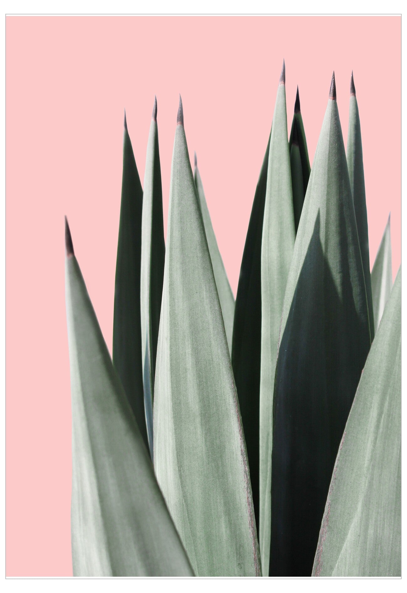 Spiky green leaves against a pink background