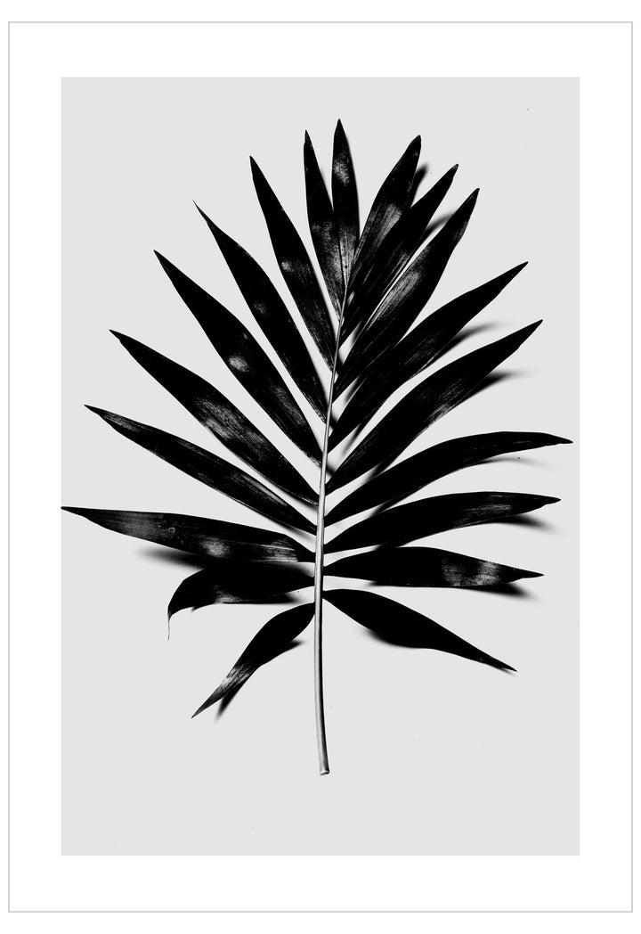 Black palm leaf on a white background