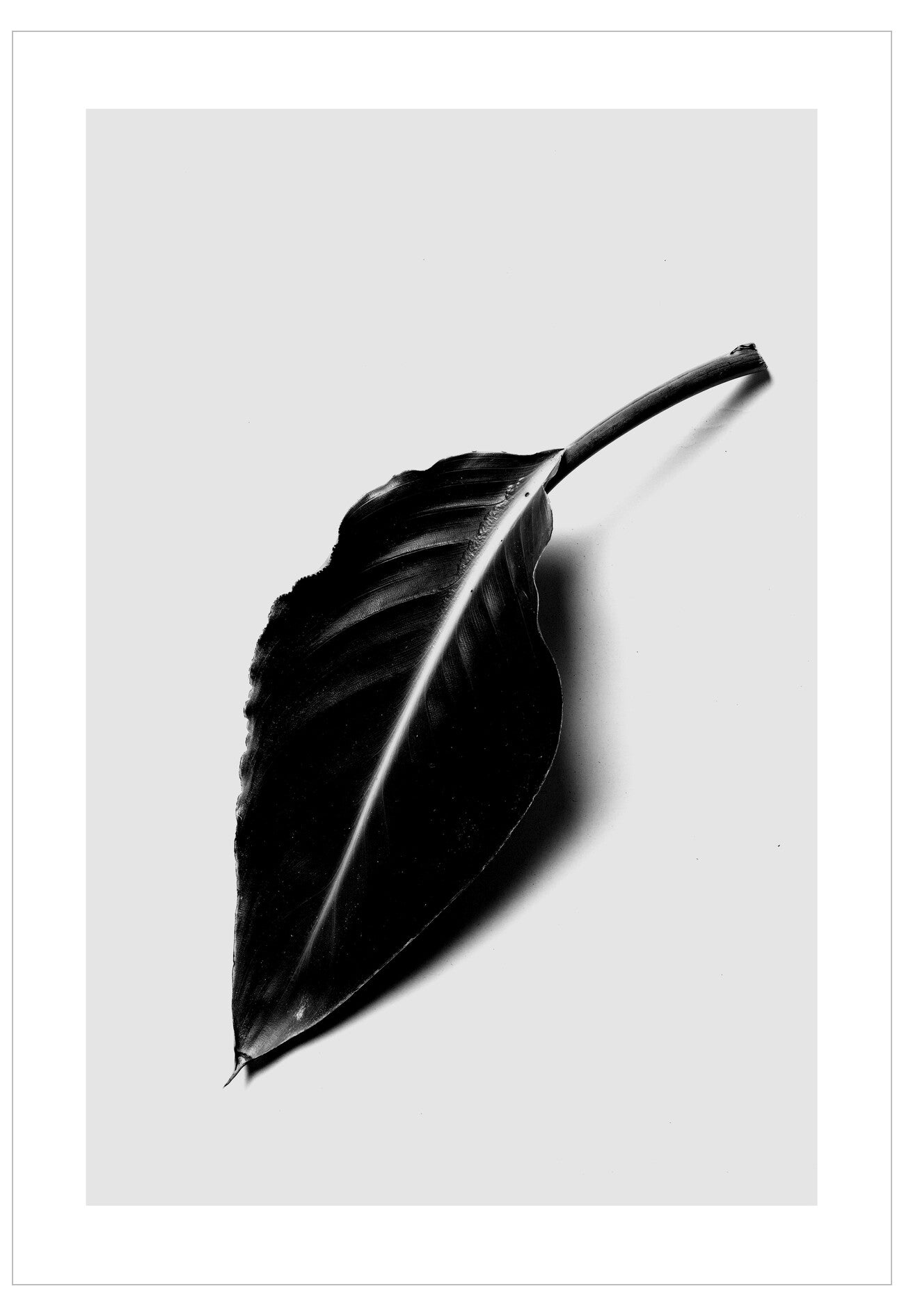 Black leaf on a white background