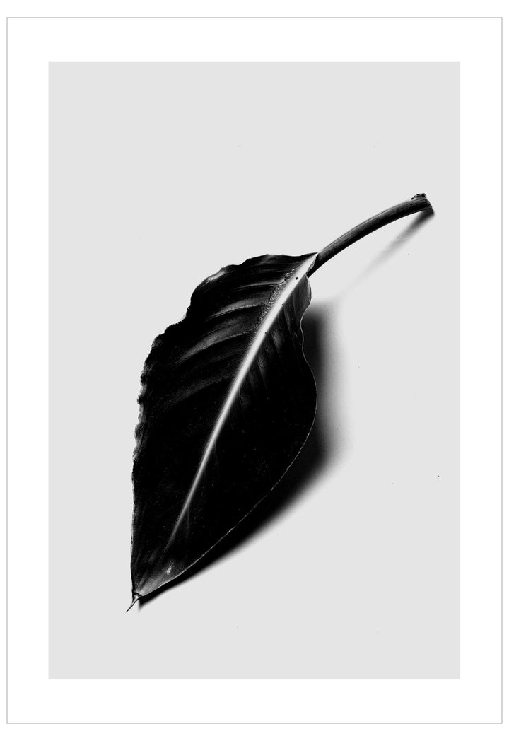 Black leaf on a white background