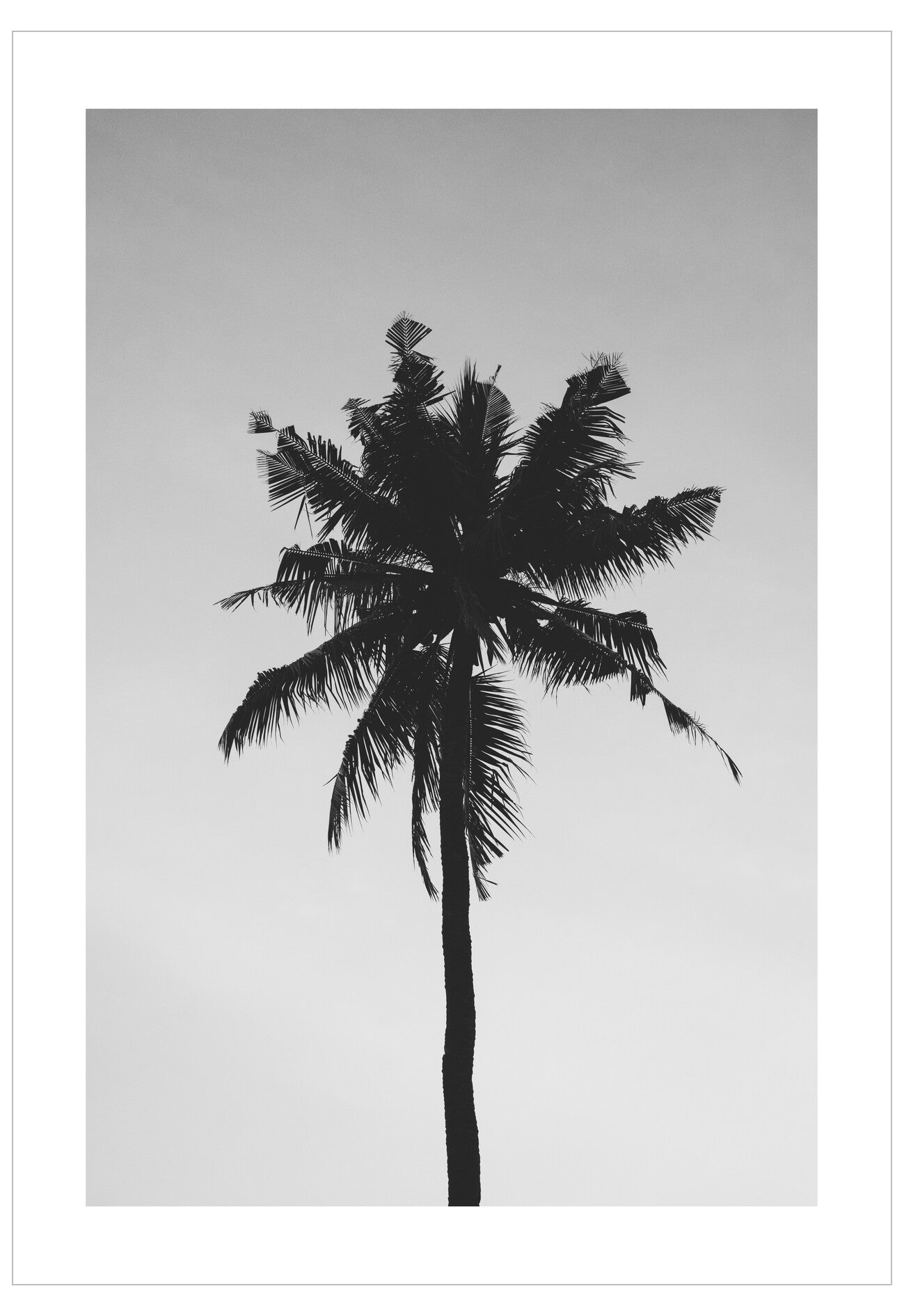 Black silhouette of a palm tree against a light gray background
