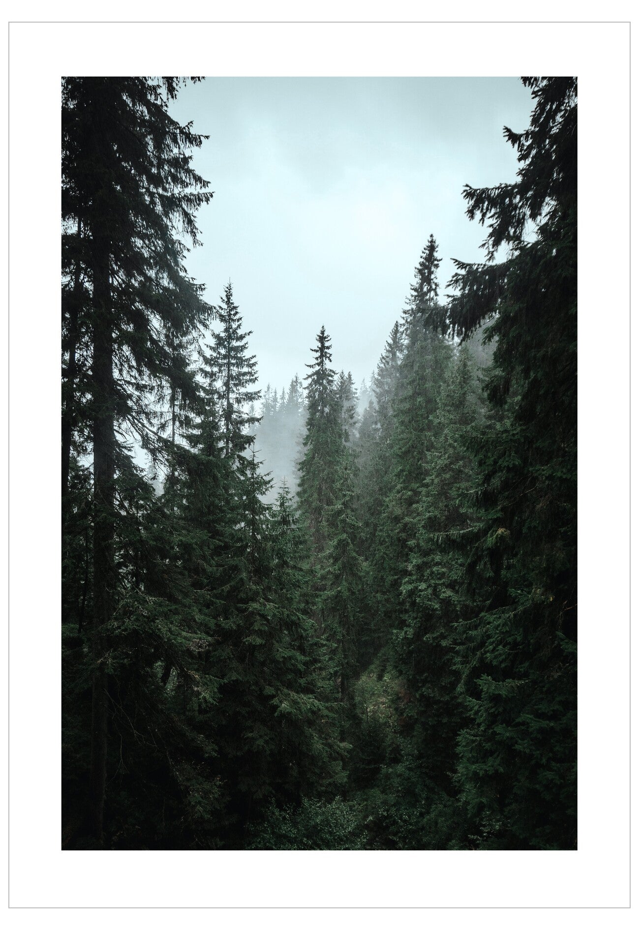 Tall evergreen trees in a forest with a light blue sky.