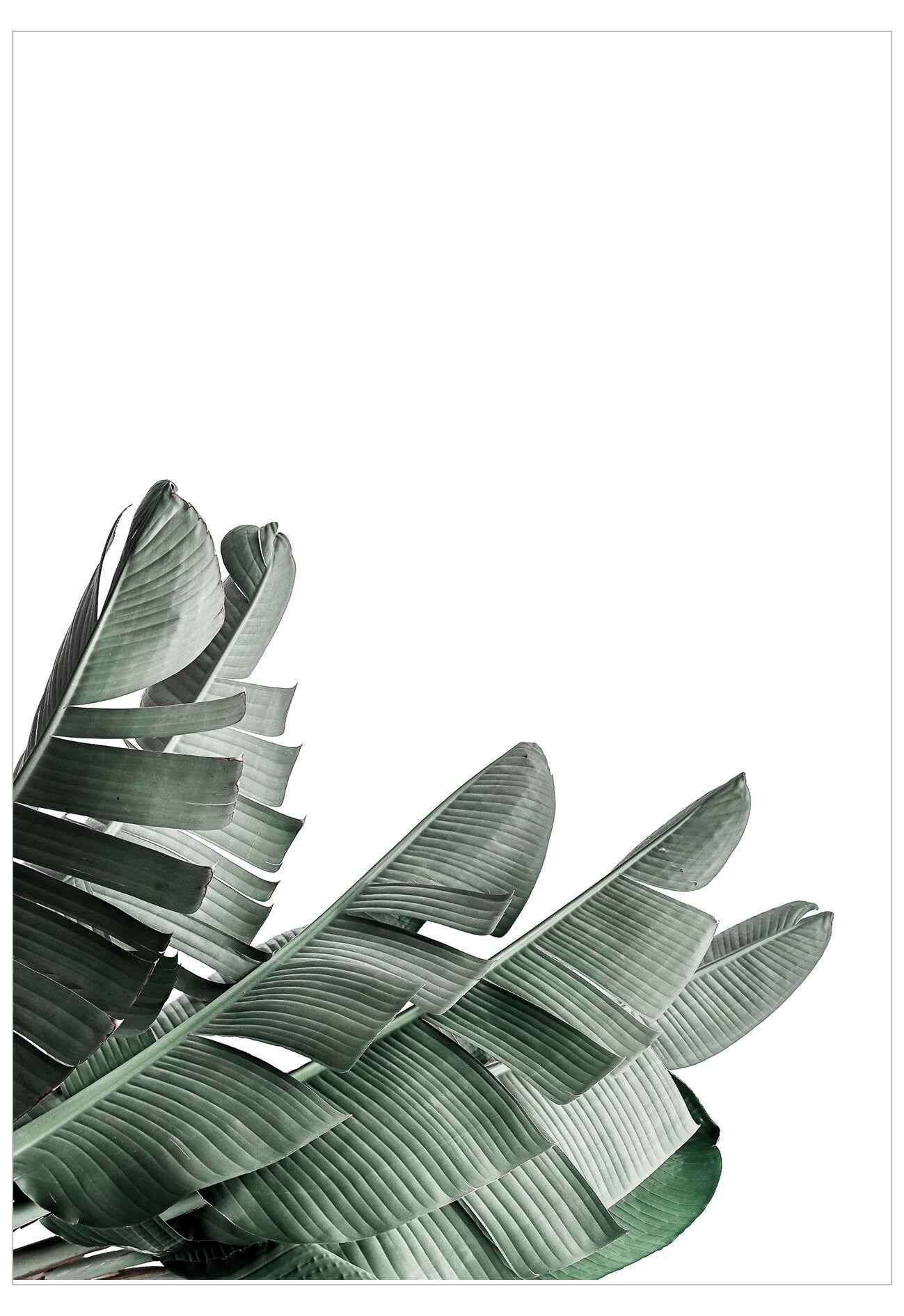 Tropical leaf design on a white background