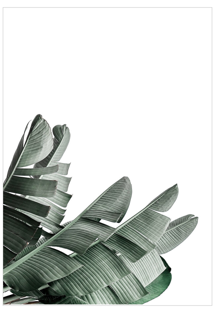 Tropical leaf design on a white background