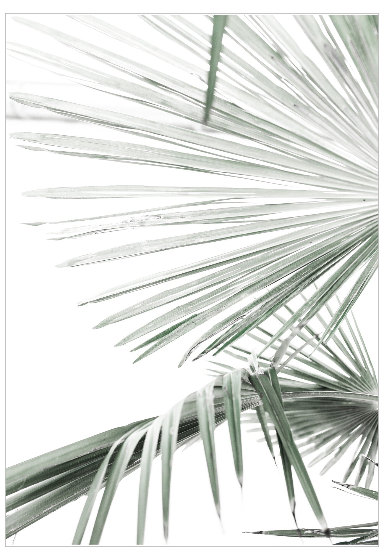 Close-up of palm leaves on a white background