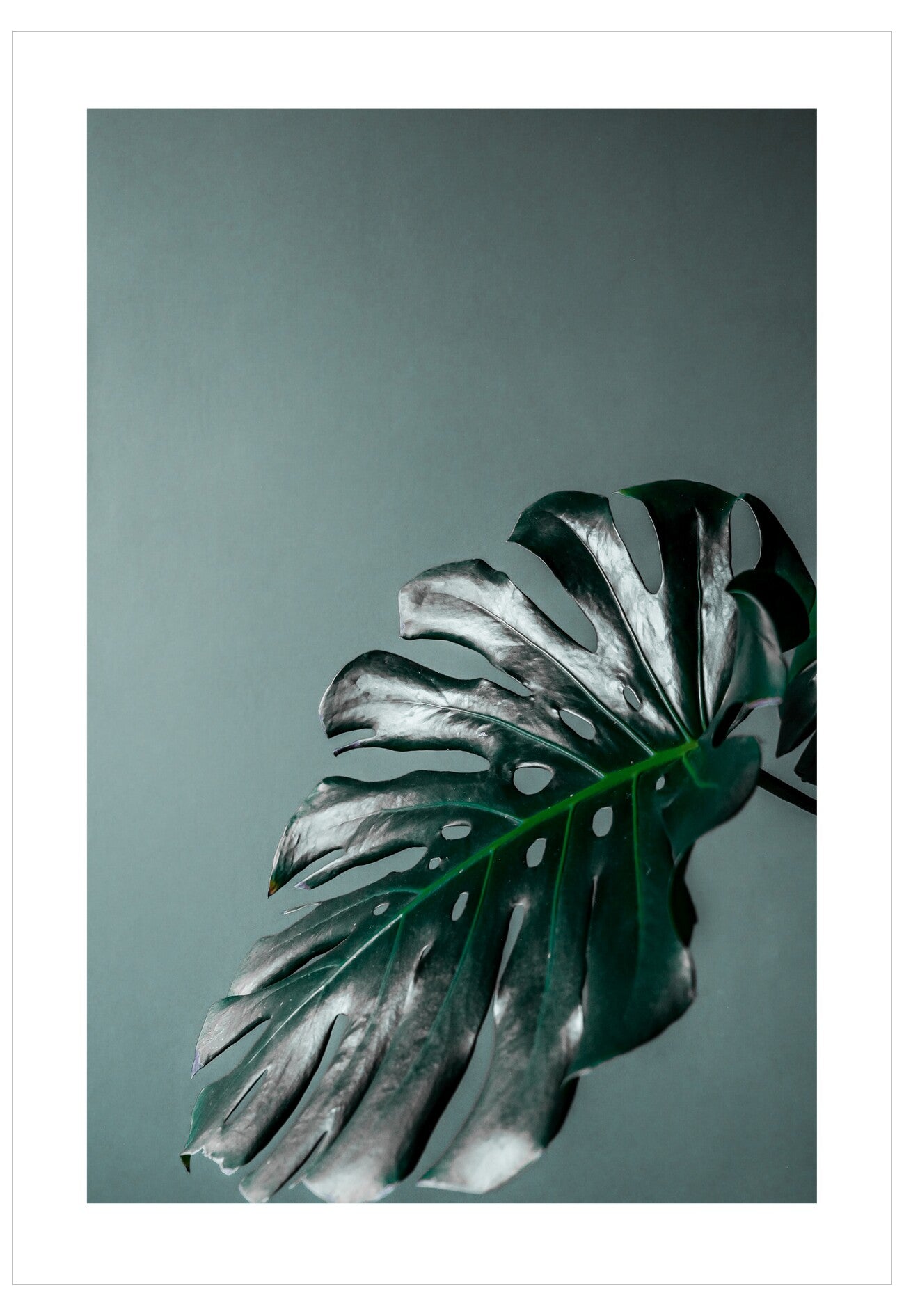 Single monstera leaf on a light gray background