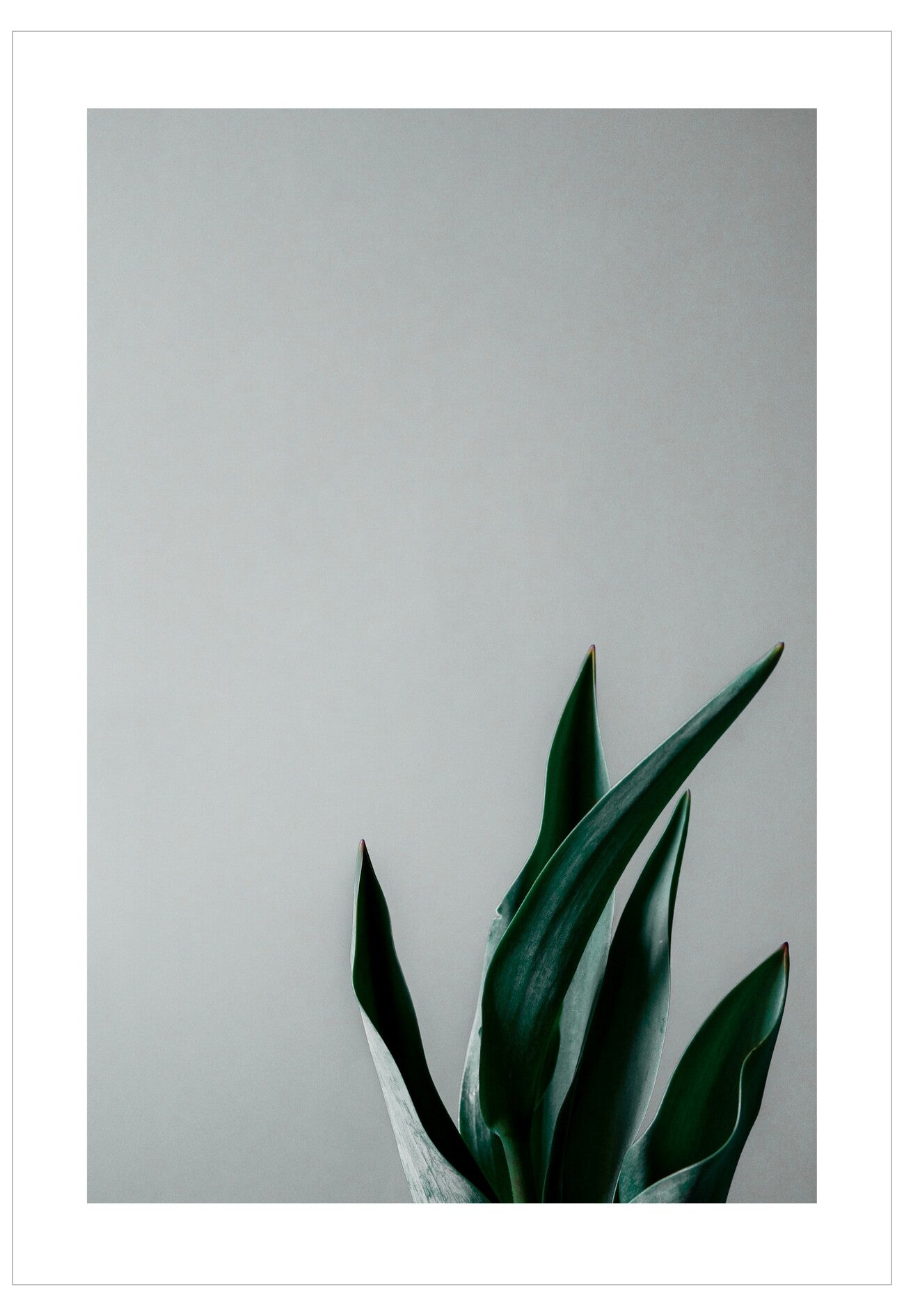 Green plant against a plain gray background