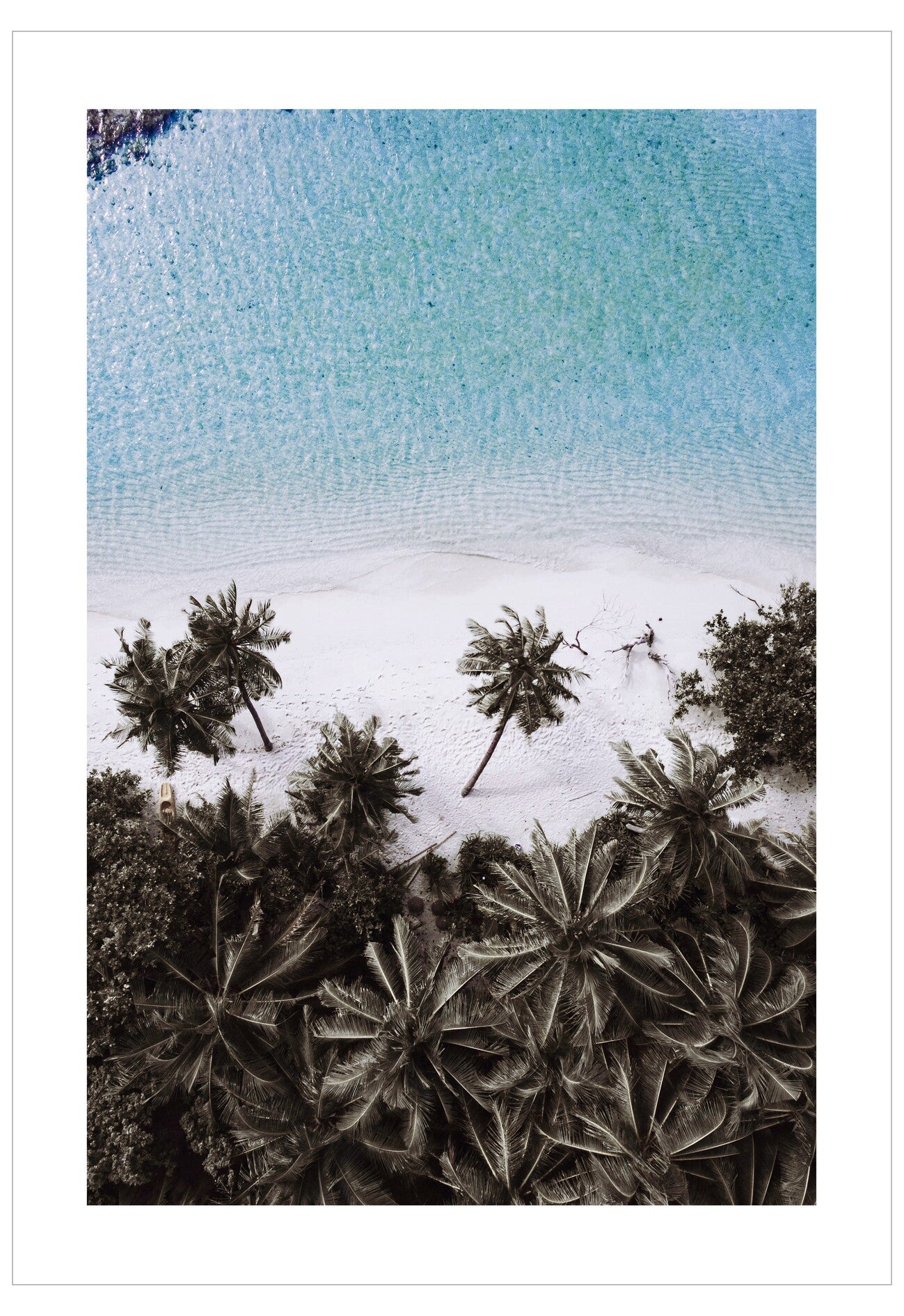 Aerial view of palm trees on a beach with clear blue water.