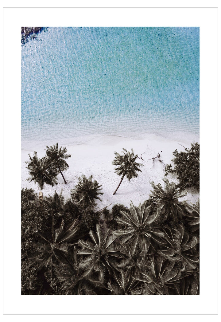Aerial view of palm trees on a beach with clear blue water.
