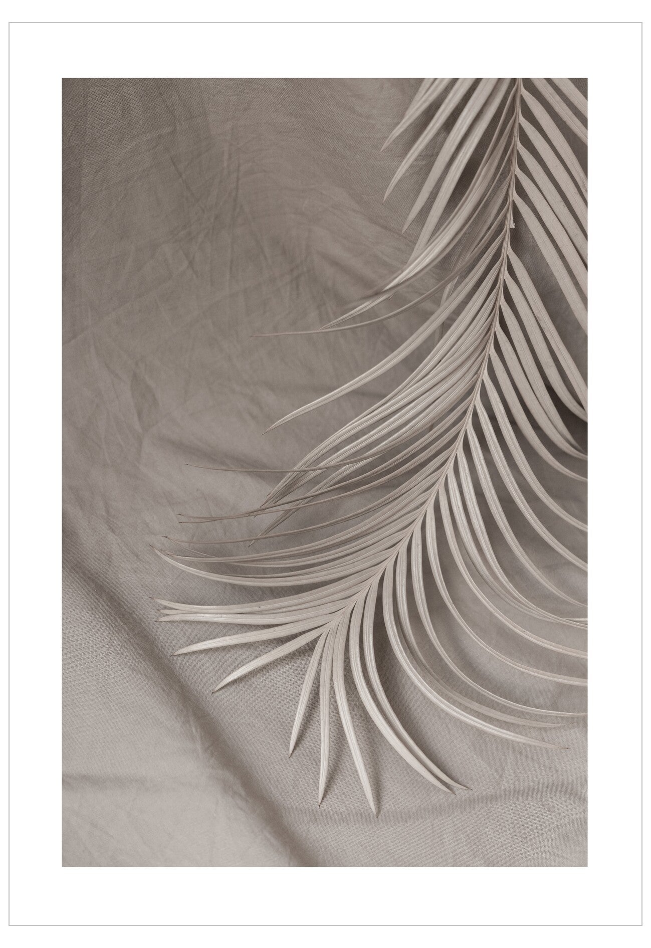 Palm leaf on a textured beige background