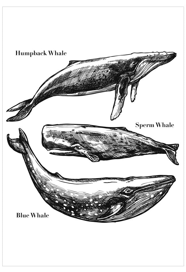Illustrations of three types of whales: Humpback Whale, Sperm Whale, and Blue Whale, with labels on a white background.