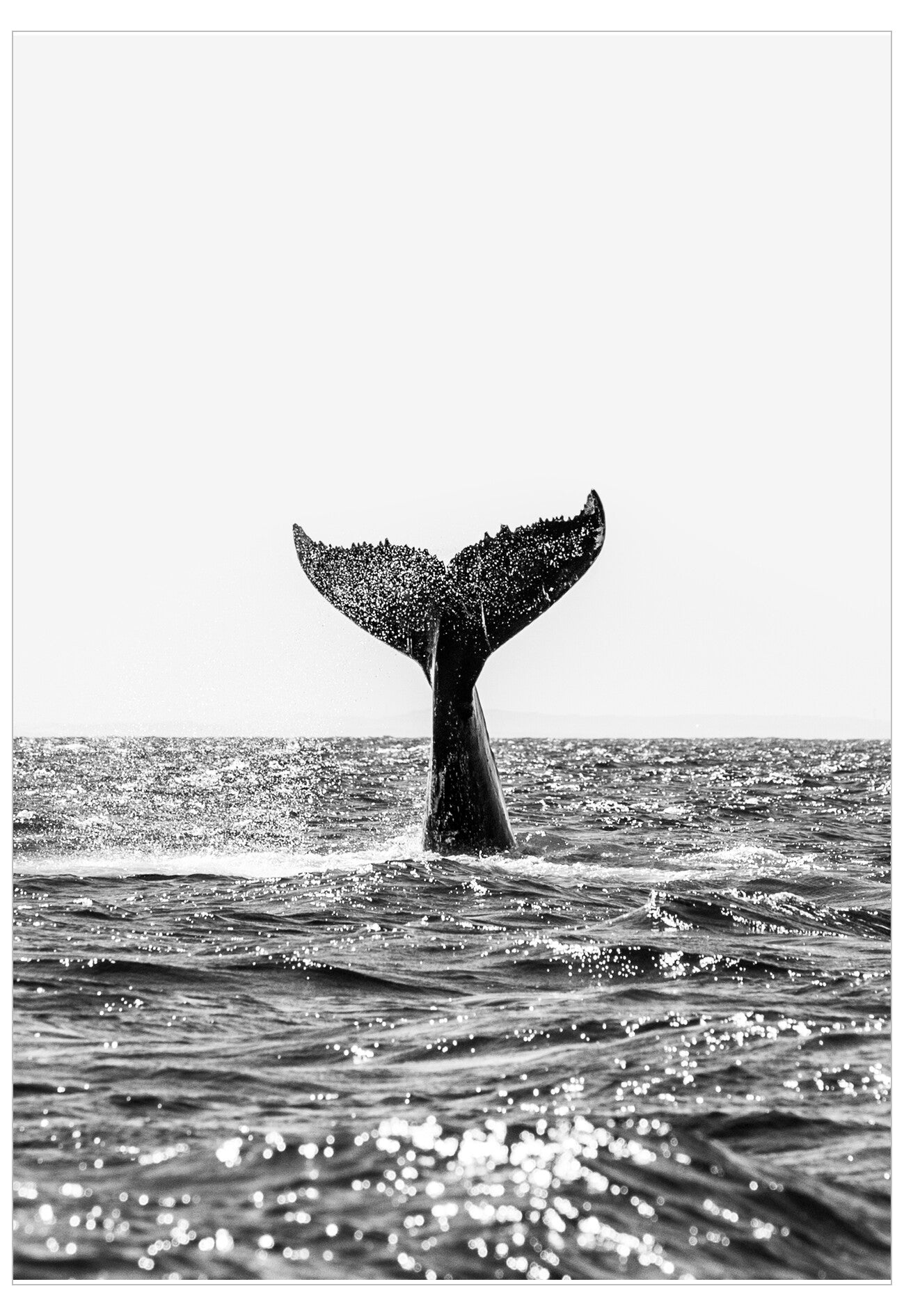 Black and white image of a whale tail emerging from the water.