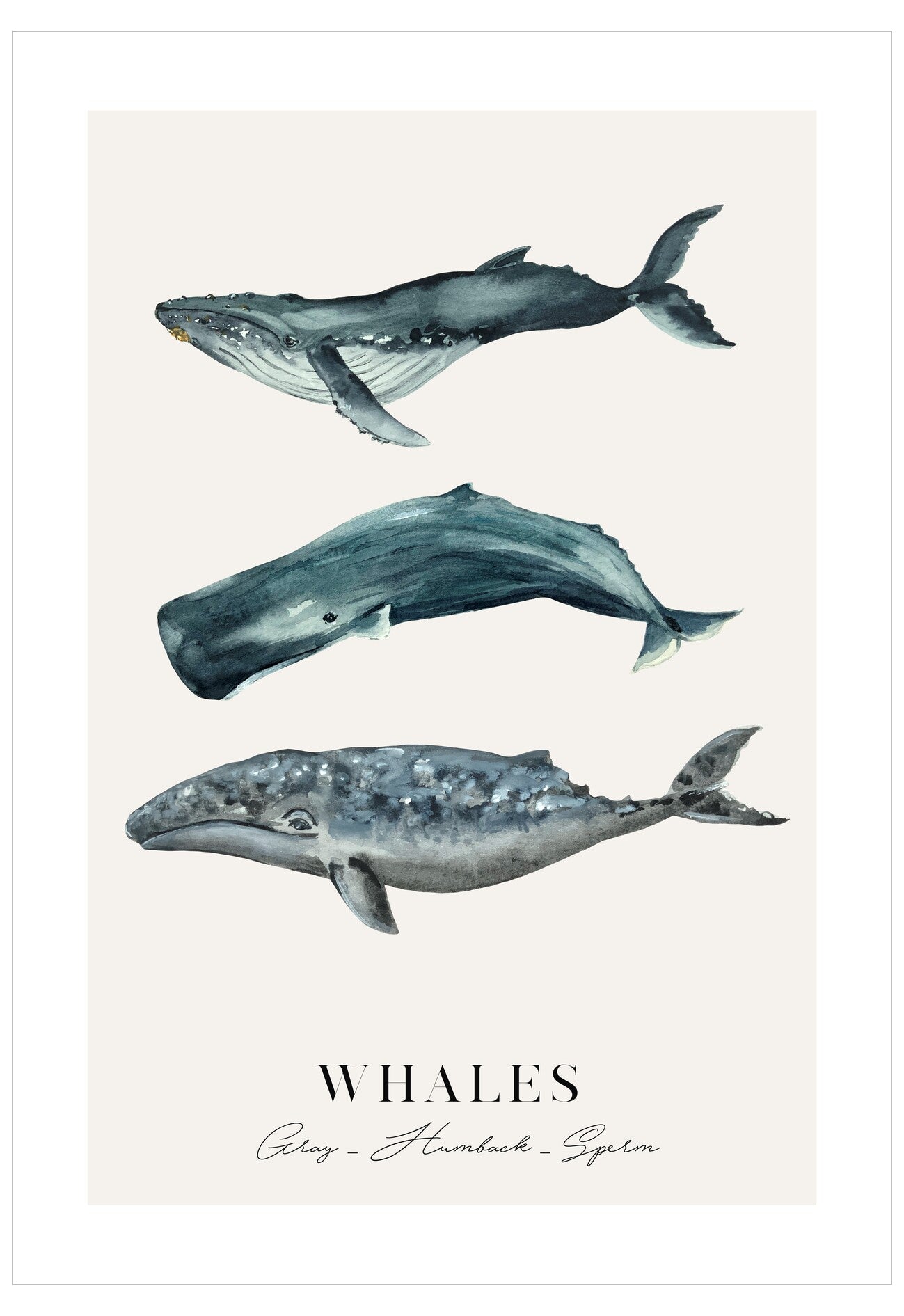 Illustration of three whales on a light background with the word 'Whales' below.