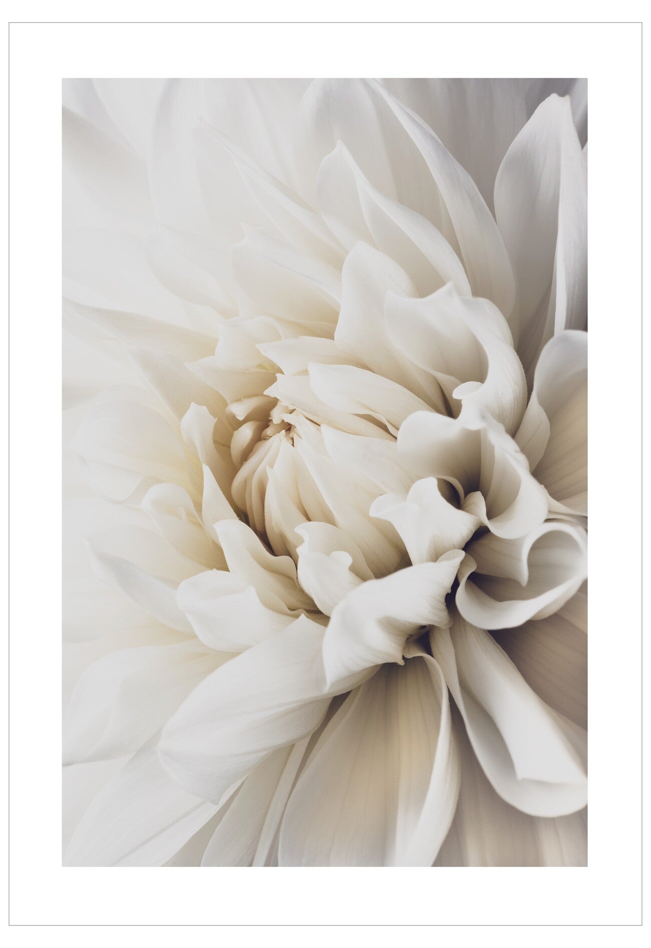 Close-up of a white flower with soft petals on a light gray background