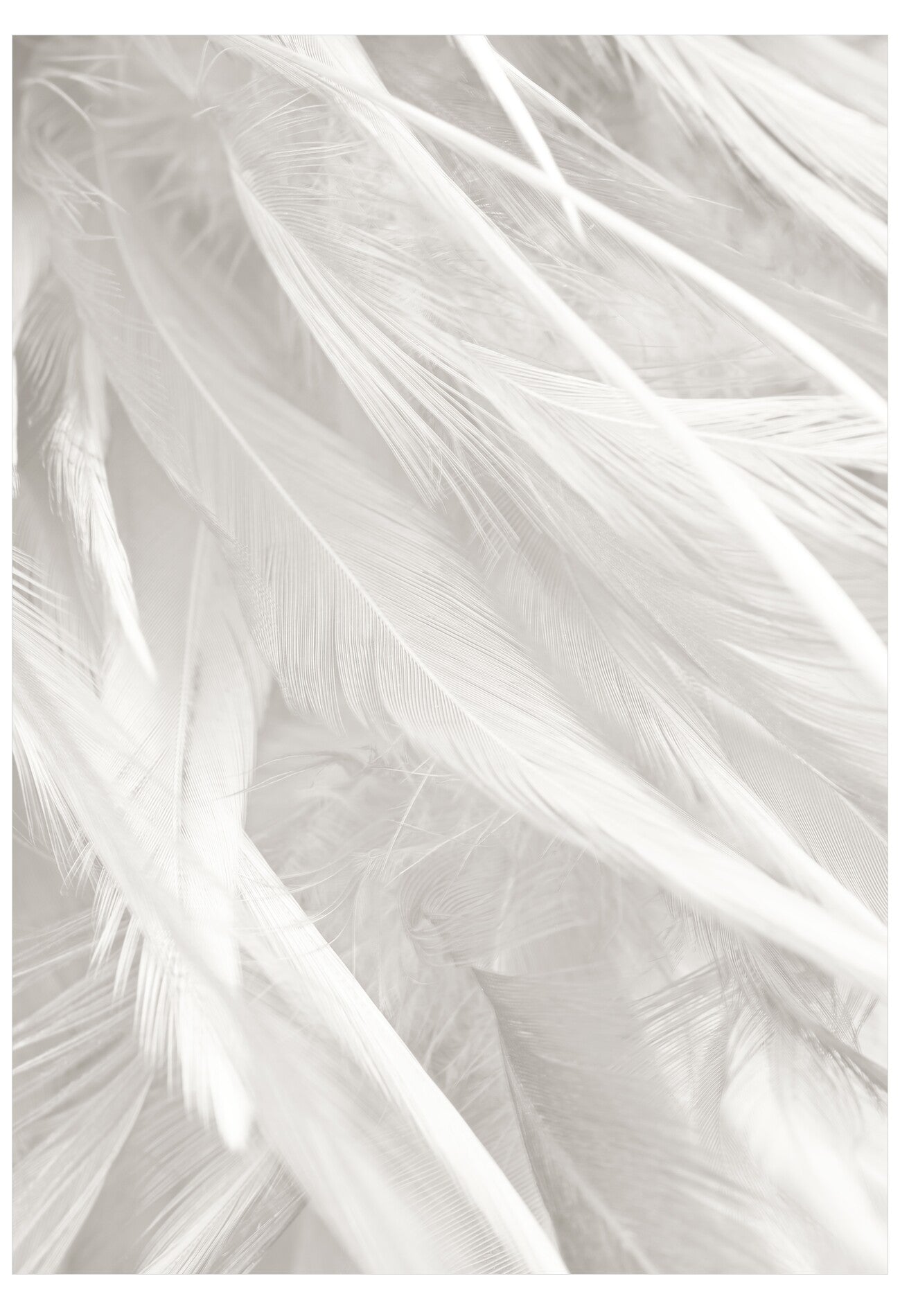 Close-up of white feathers with a soft focus