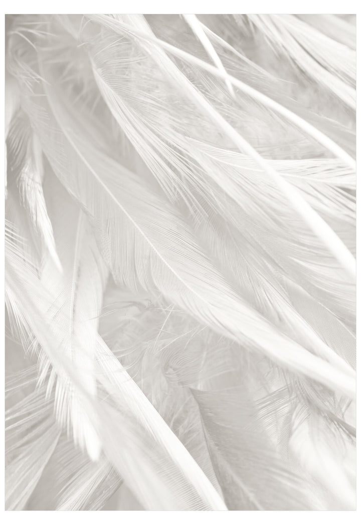 Close-up of white feathers with a soft focus