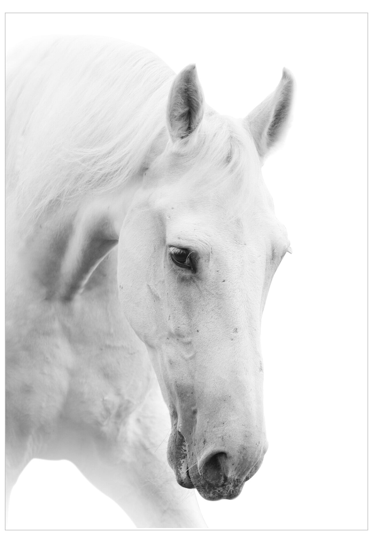 Close-up of a white horse's face on a white background