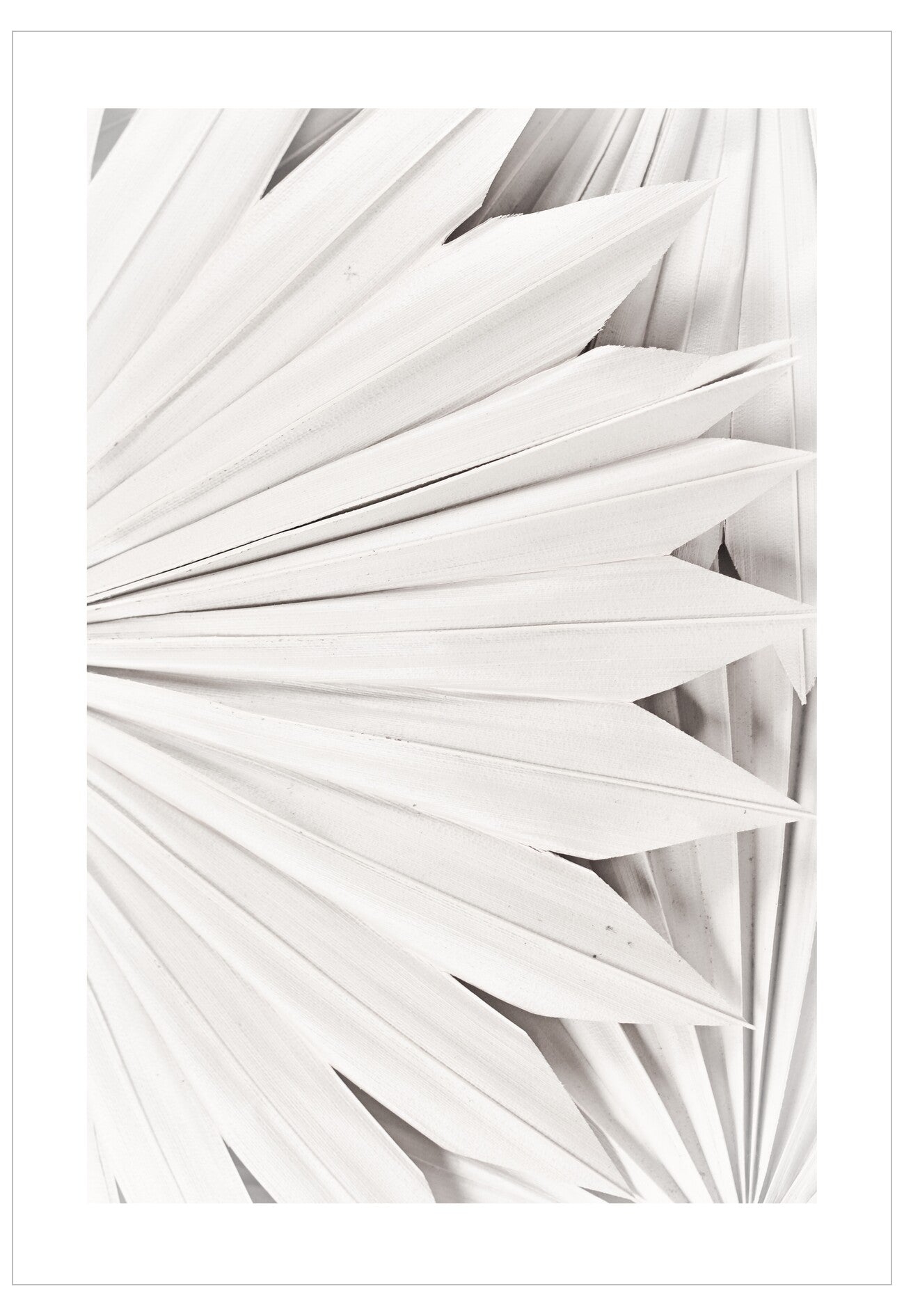 Close-up of white palm leaf fronds on a white background