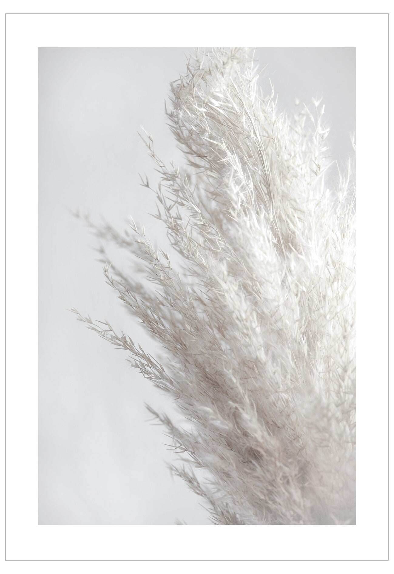 Close-up of dried pampas grass against a light gray background