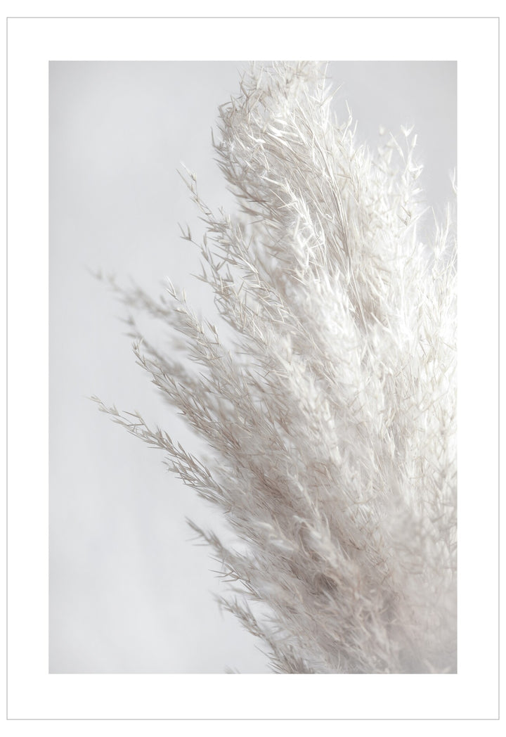 Close-up of dried pampas grass against a light gray background