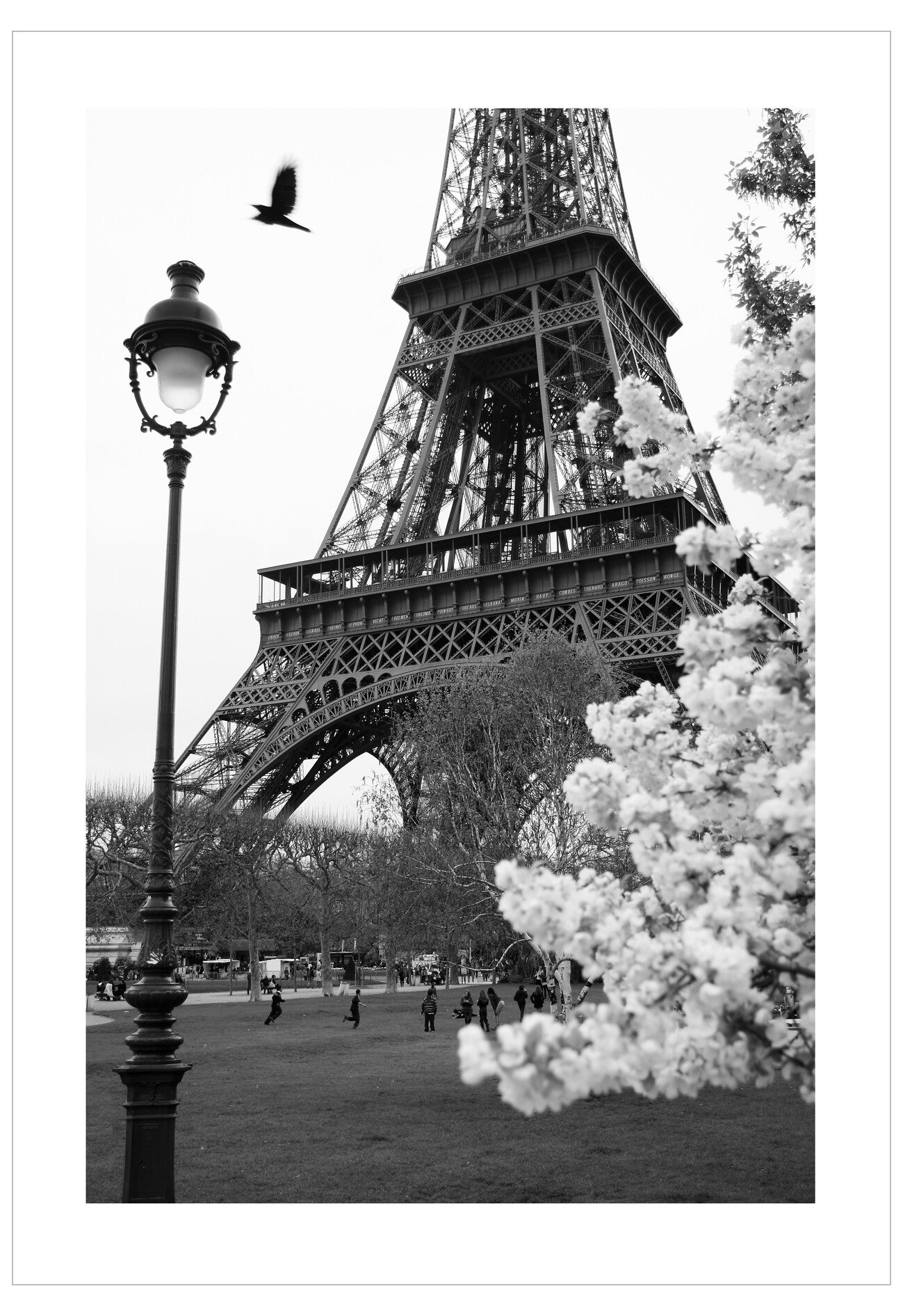 Black and white photo of the Eiffel Tower with cherry blossoms and a street lamp.
