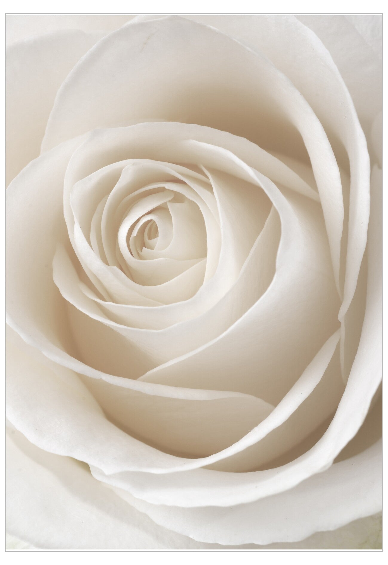 Close-up of a white rose with soft focus