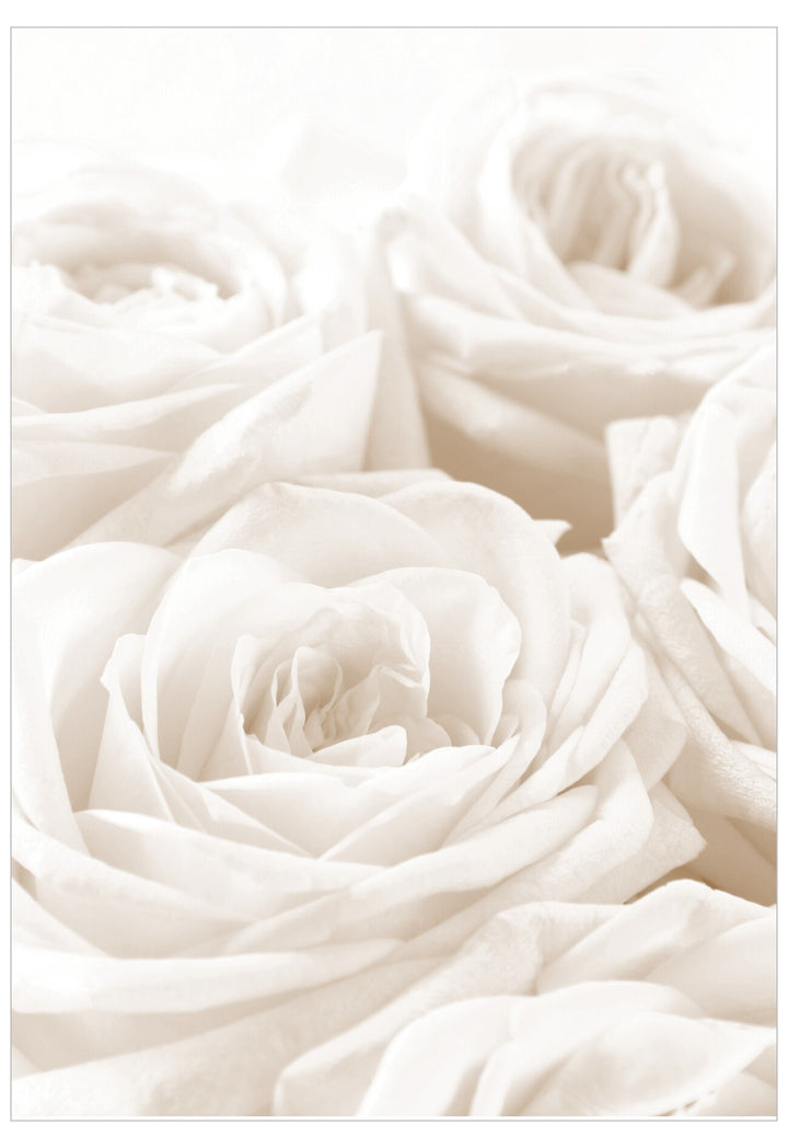 Close-up of white roses on a white background