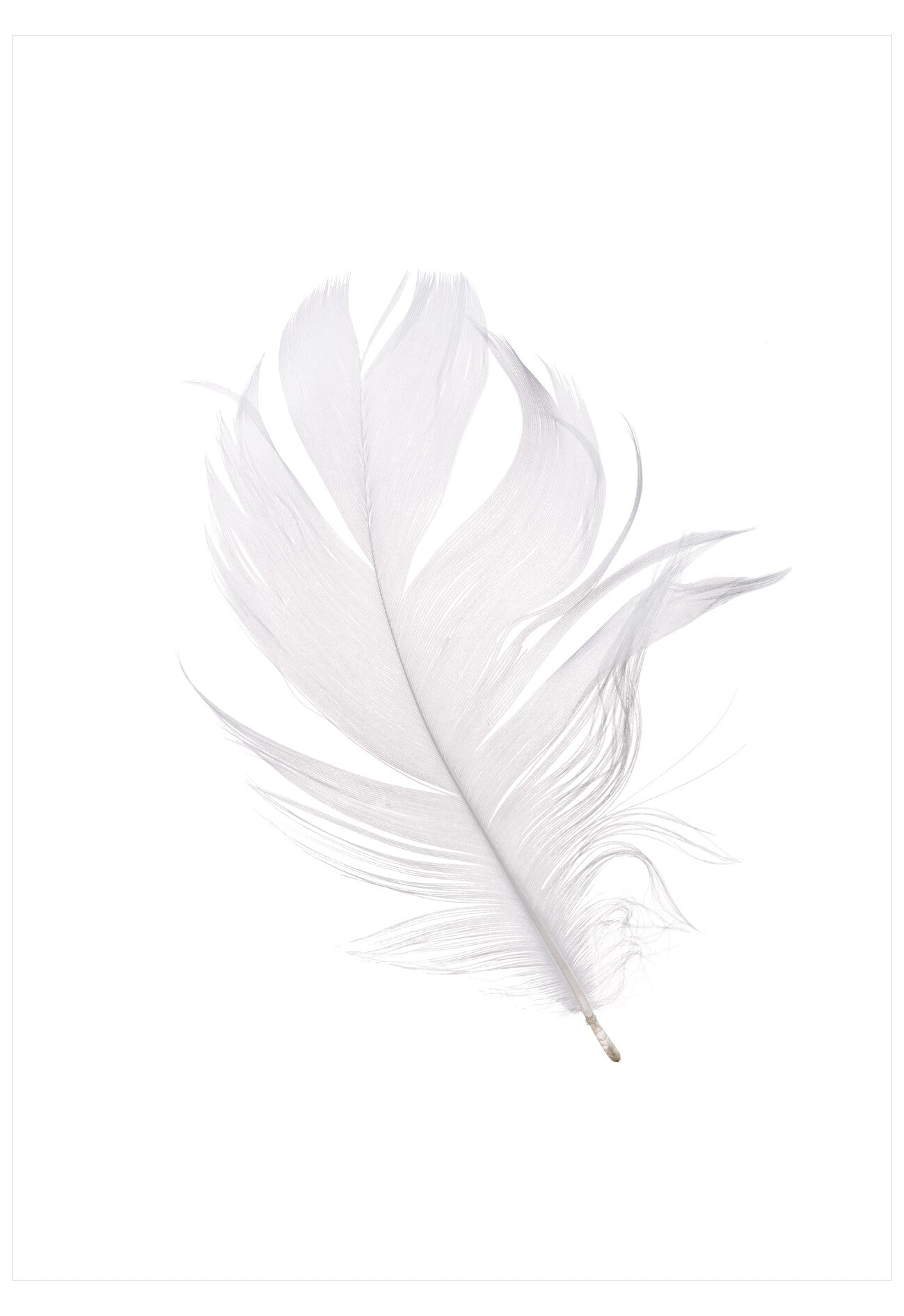 Single white feather on a white background